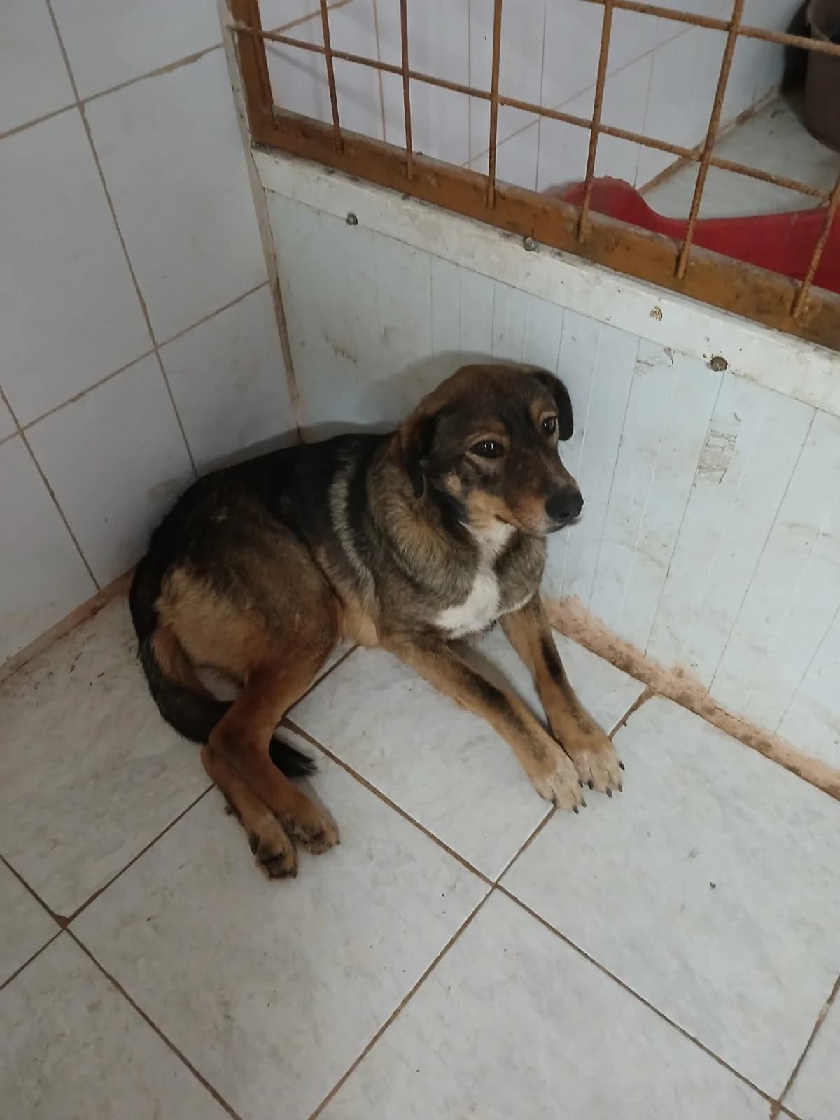 FEMELA, TALIE MEDIE, Mixed Breed (Danyflor Timisoara)