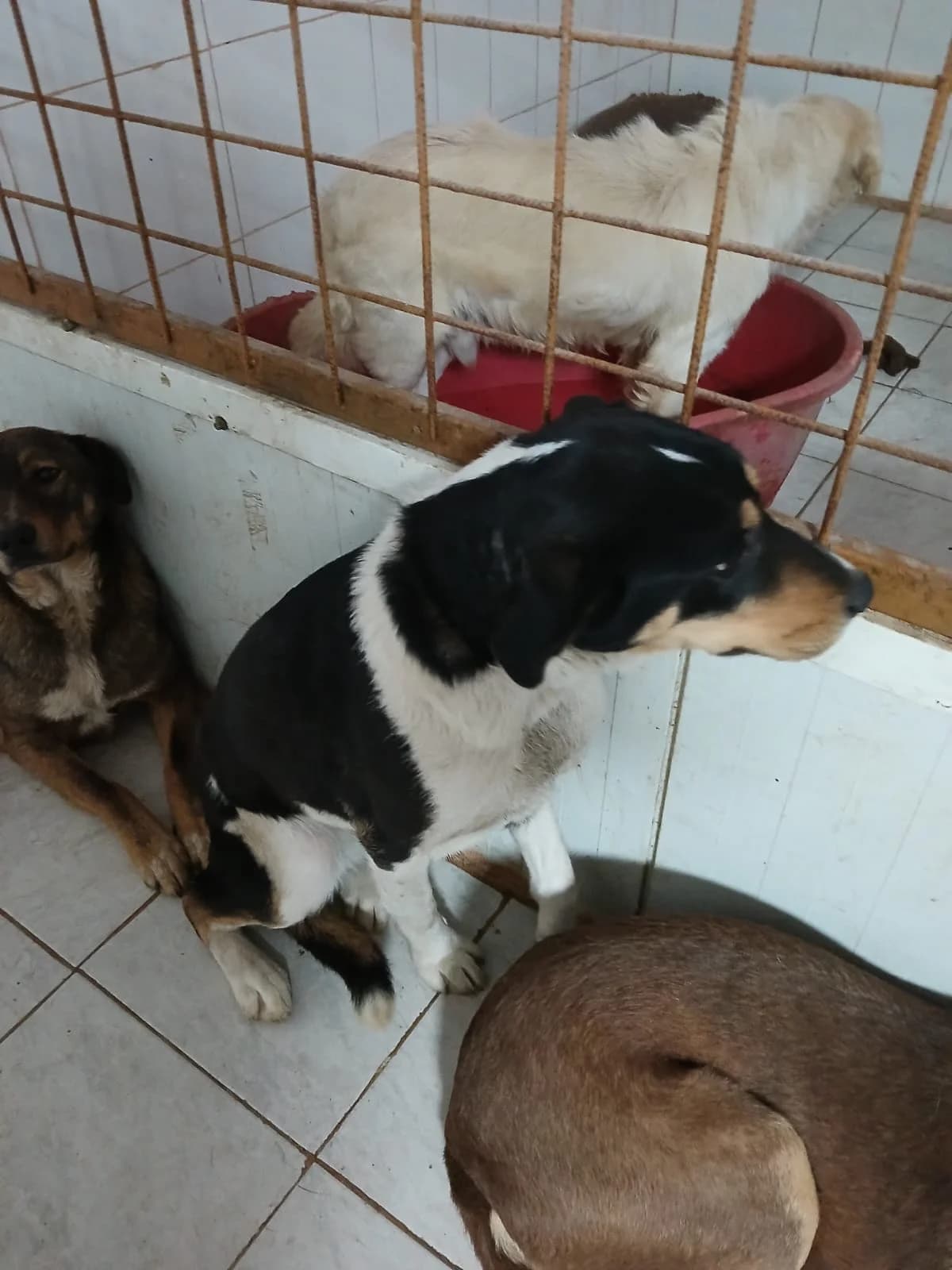 FEMELA, TALIE MARE, Mixed Breed (Danyflor Timisoara)