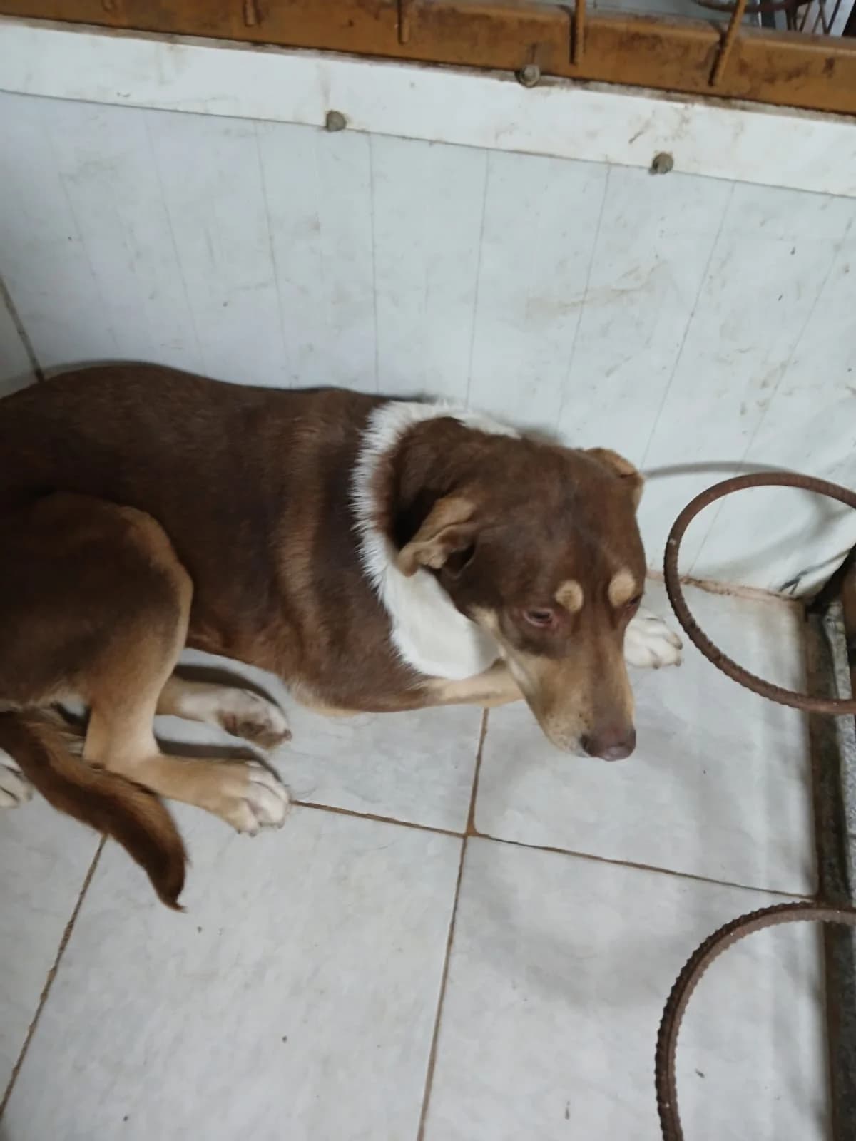 FEMELA, TALIE MARE, Mixed Breed (Danyflor Timisoara)