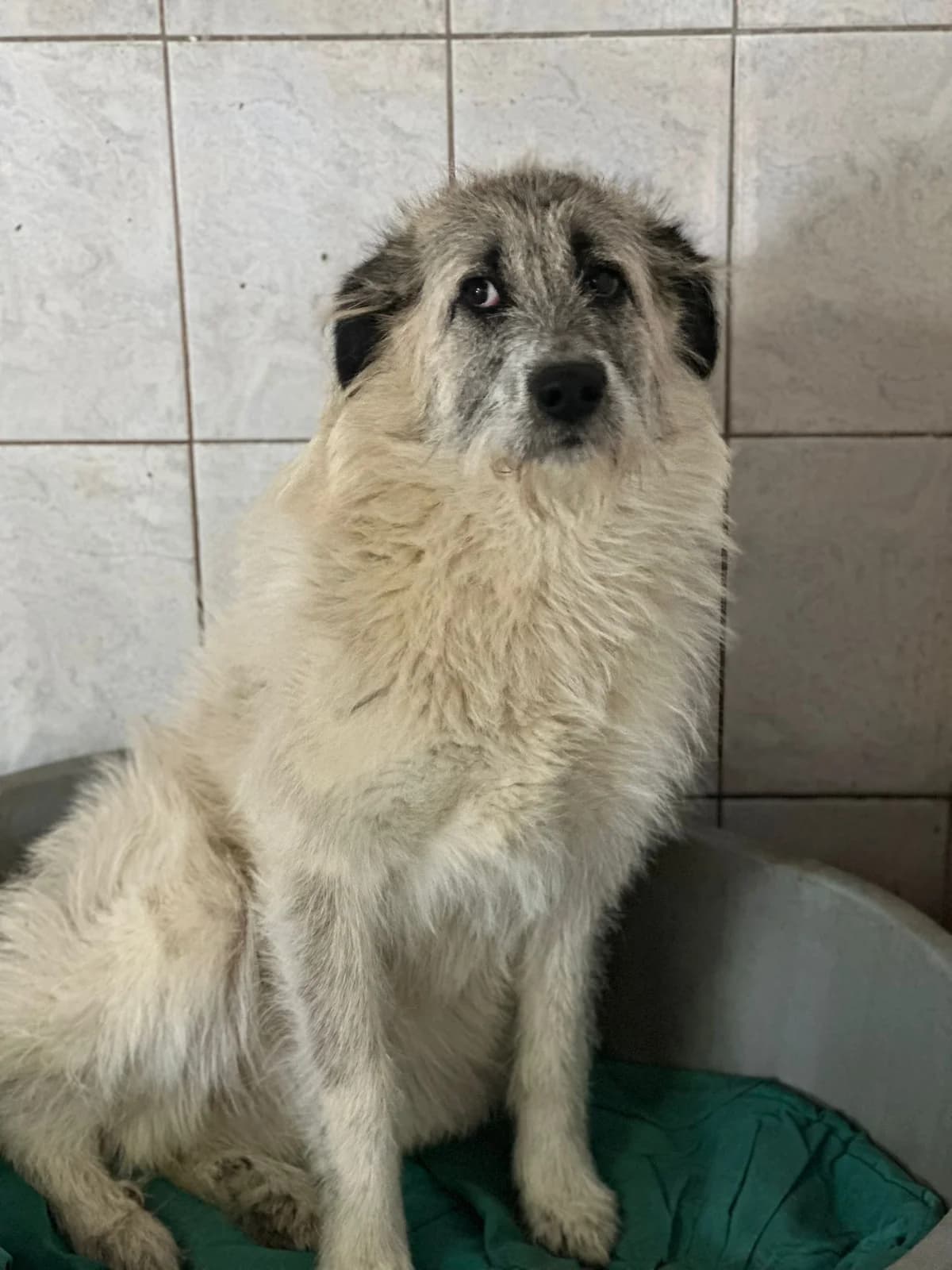 FEMELA, TALIE MARE, Mixed Breed (Danyflor Timisoara)