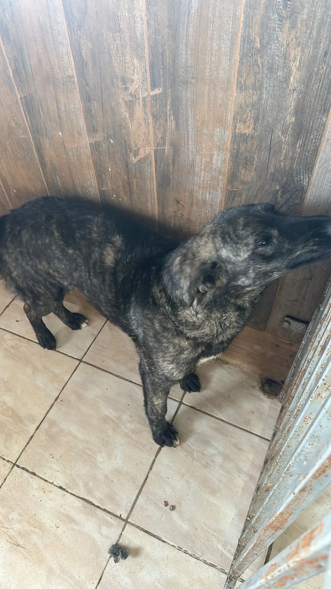 FEMELA, TALIE MEDIE, Mixed Breed (Danyflor Timisoara)