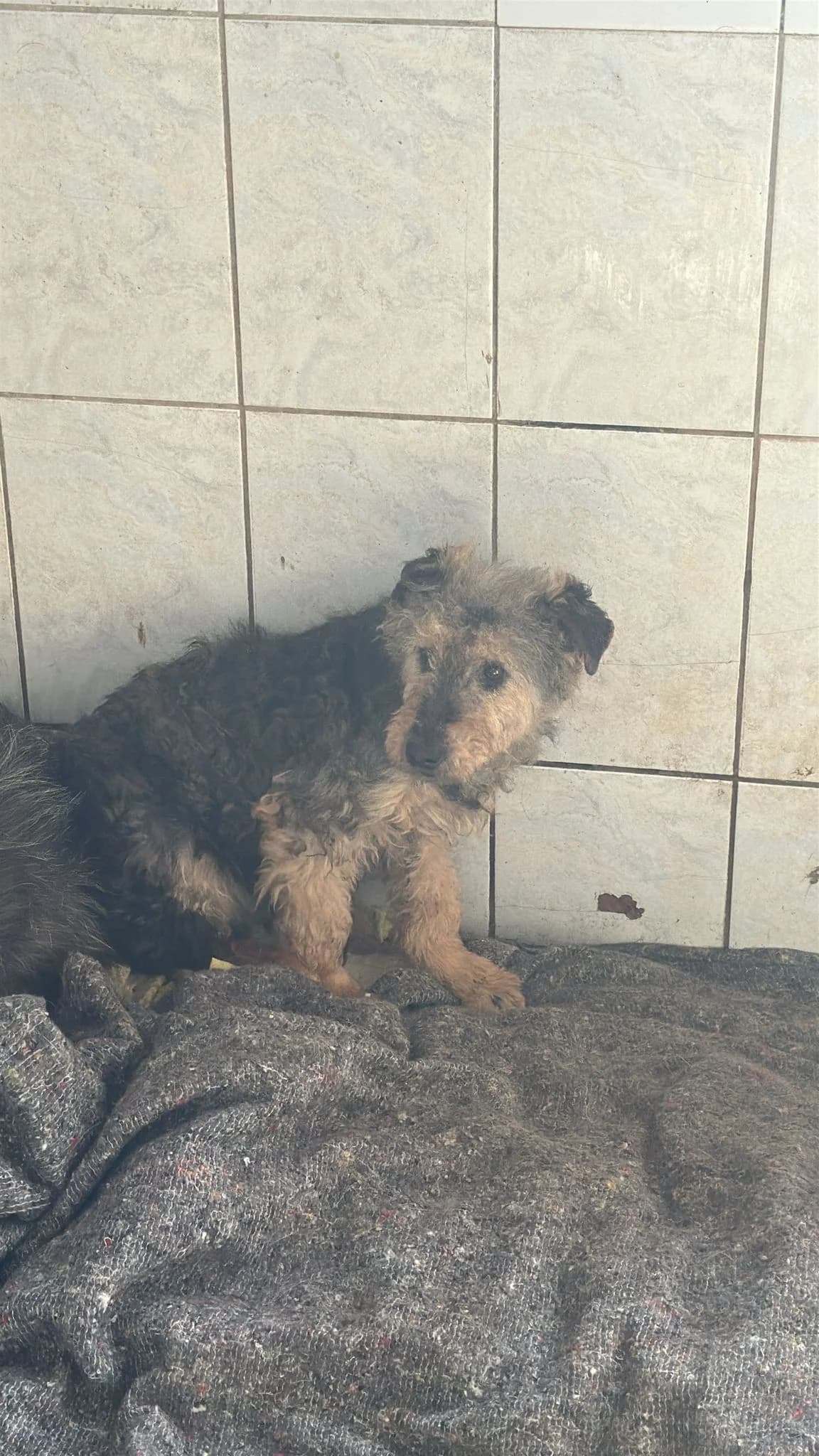 MASCUL, TALIE MICA, Mixed Breed (Danyflor Timisoara)
