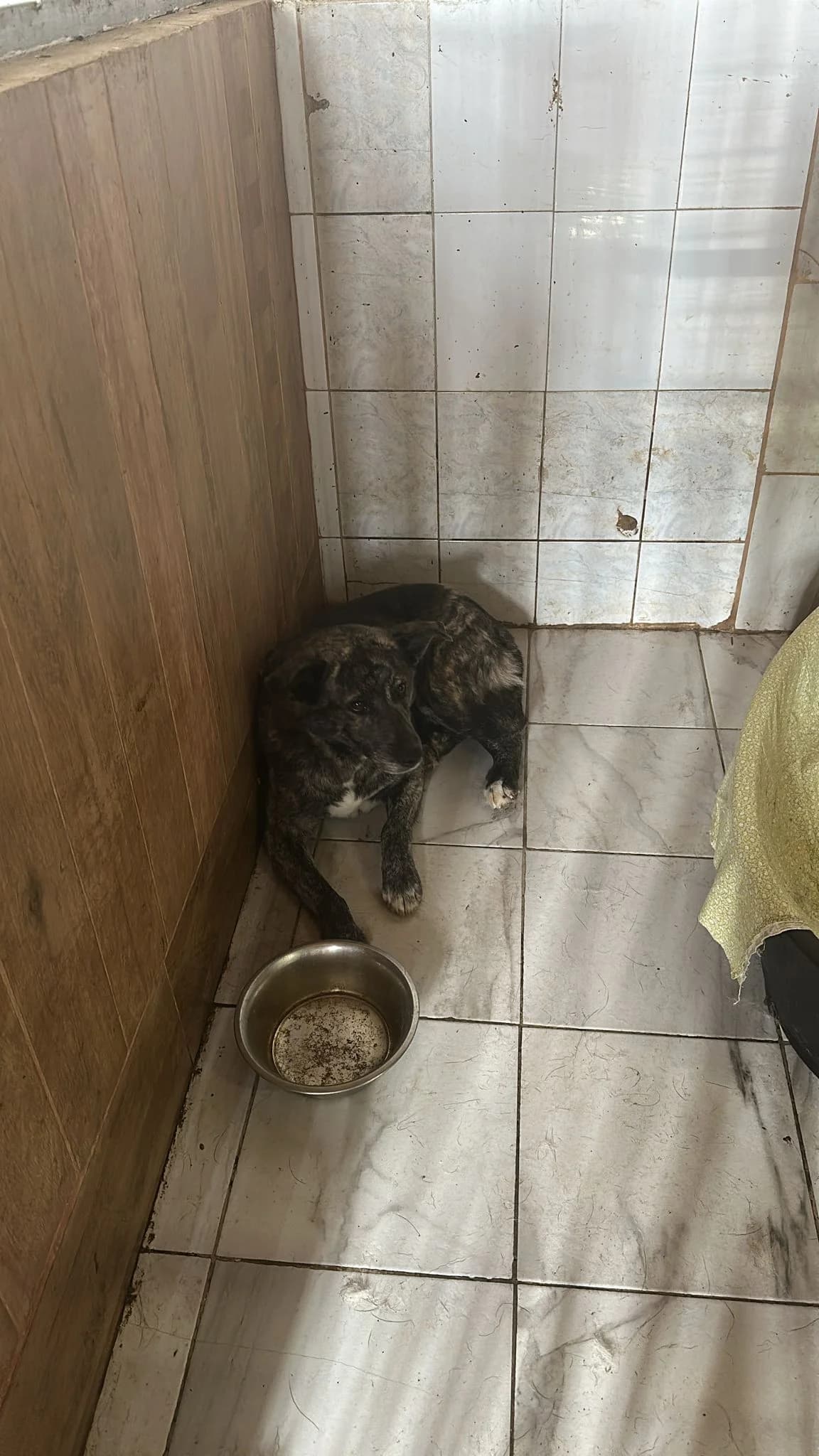 FEMELA, TALIE MEDIE, Mixed Breed (Danyflor Timisoara)