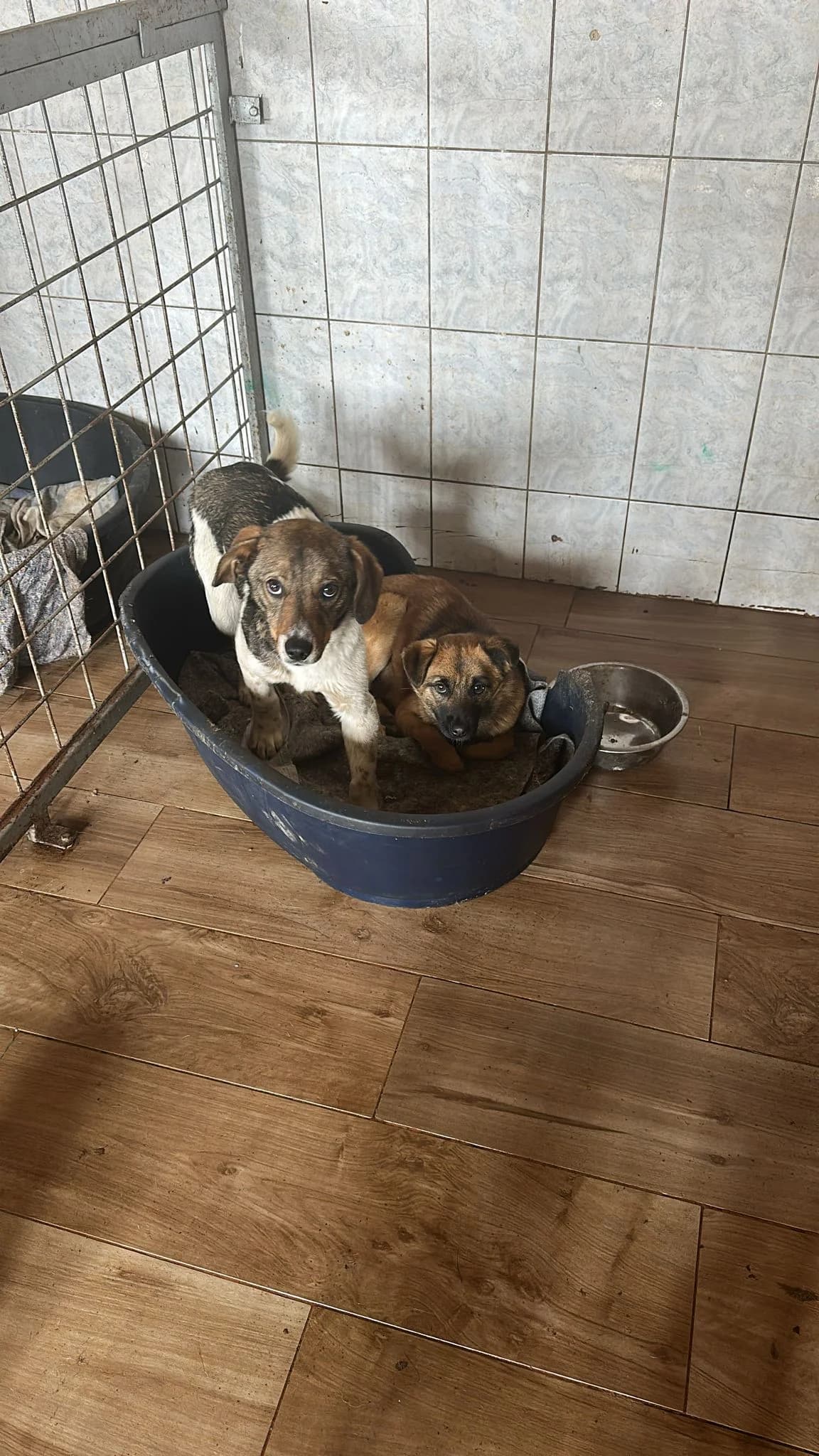MASCUL, TALIE MICA, Mixed Breed (Danyflor Timisoara)