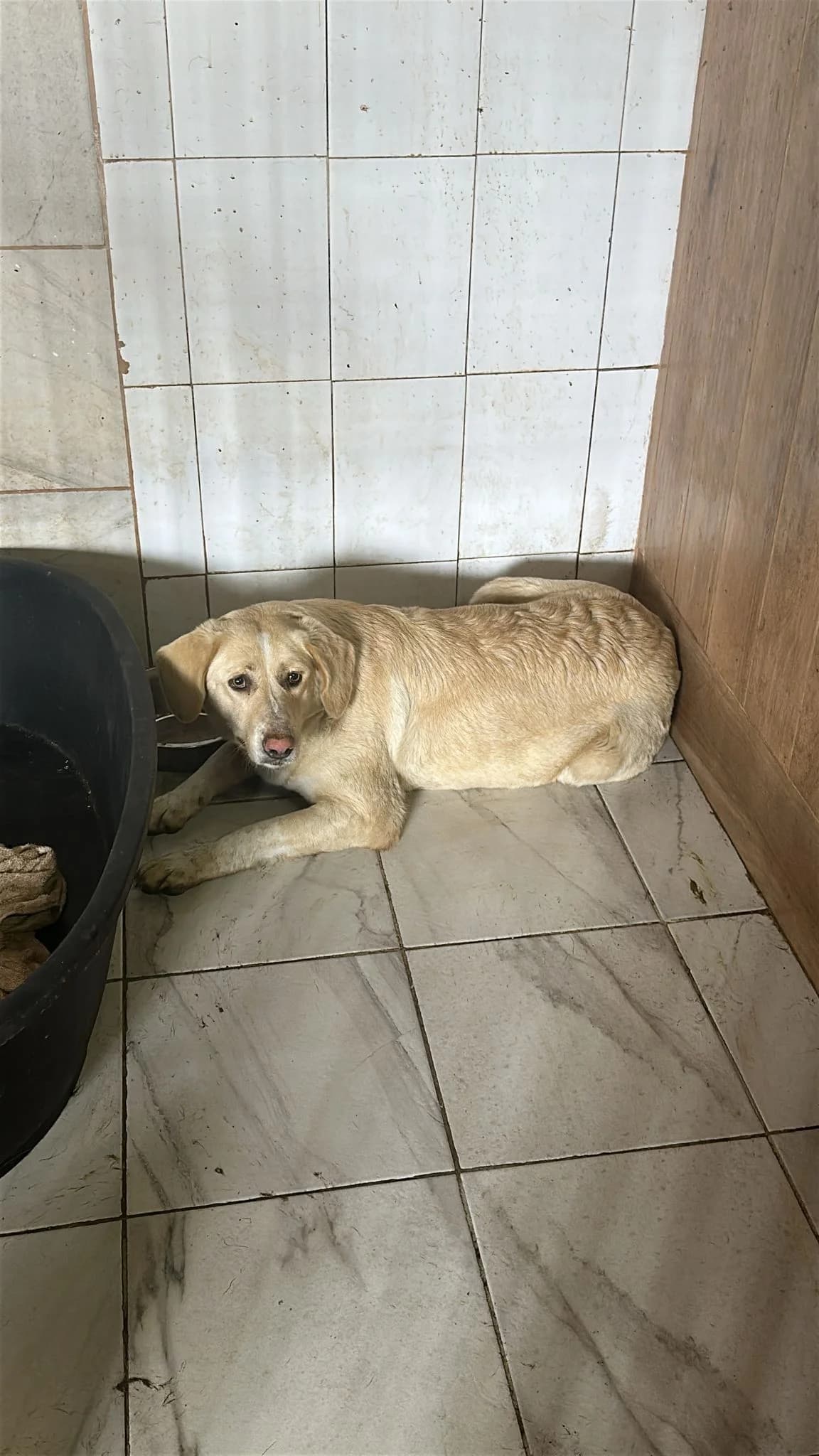 FEMELA. TALIE MARE, Mixed Breed (Danyflor Timisoara)