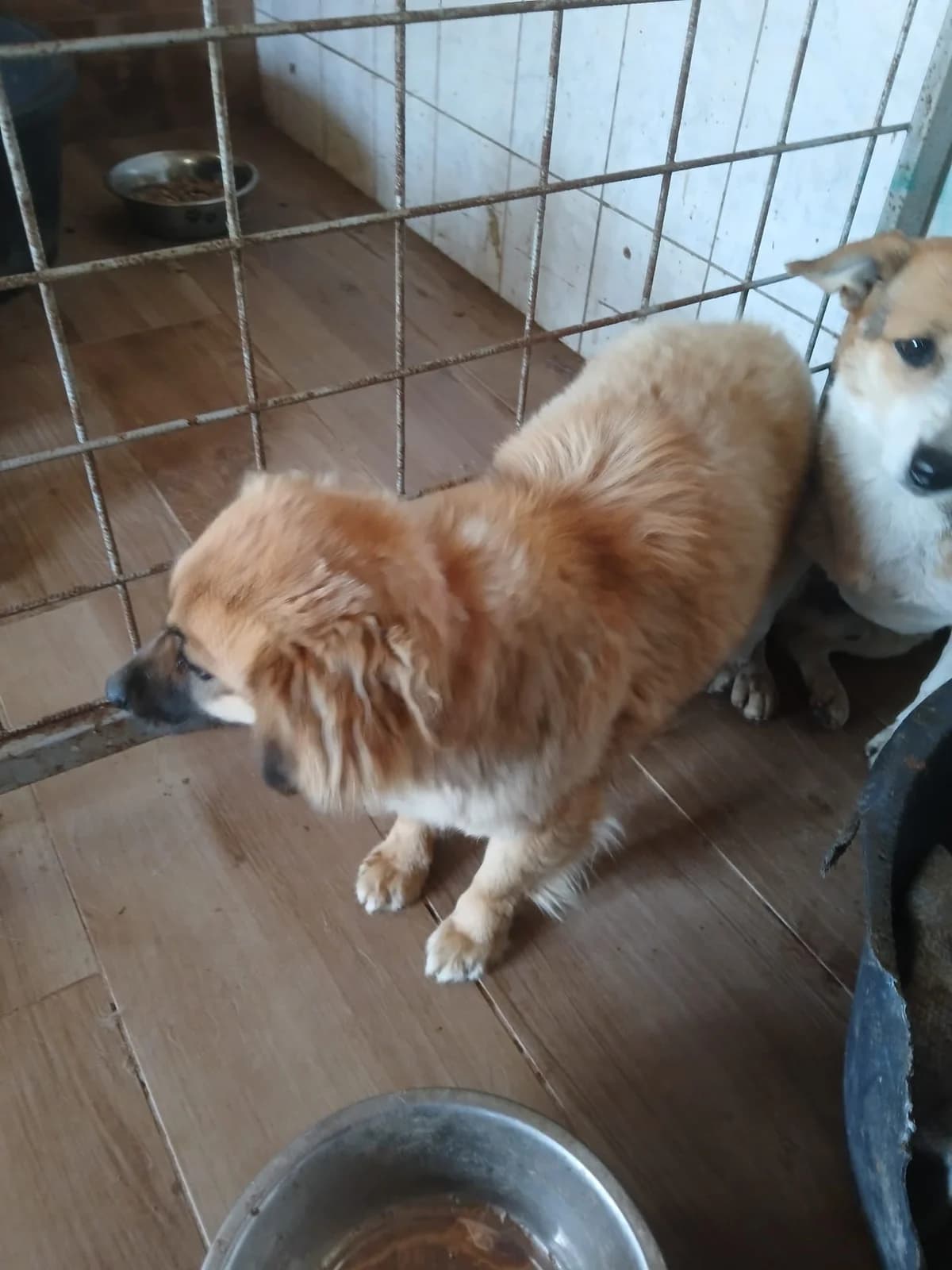 FEMELA, TALIE MICA, Mixed Breed (Danyflor Timisoara)