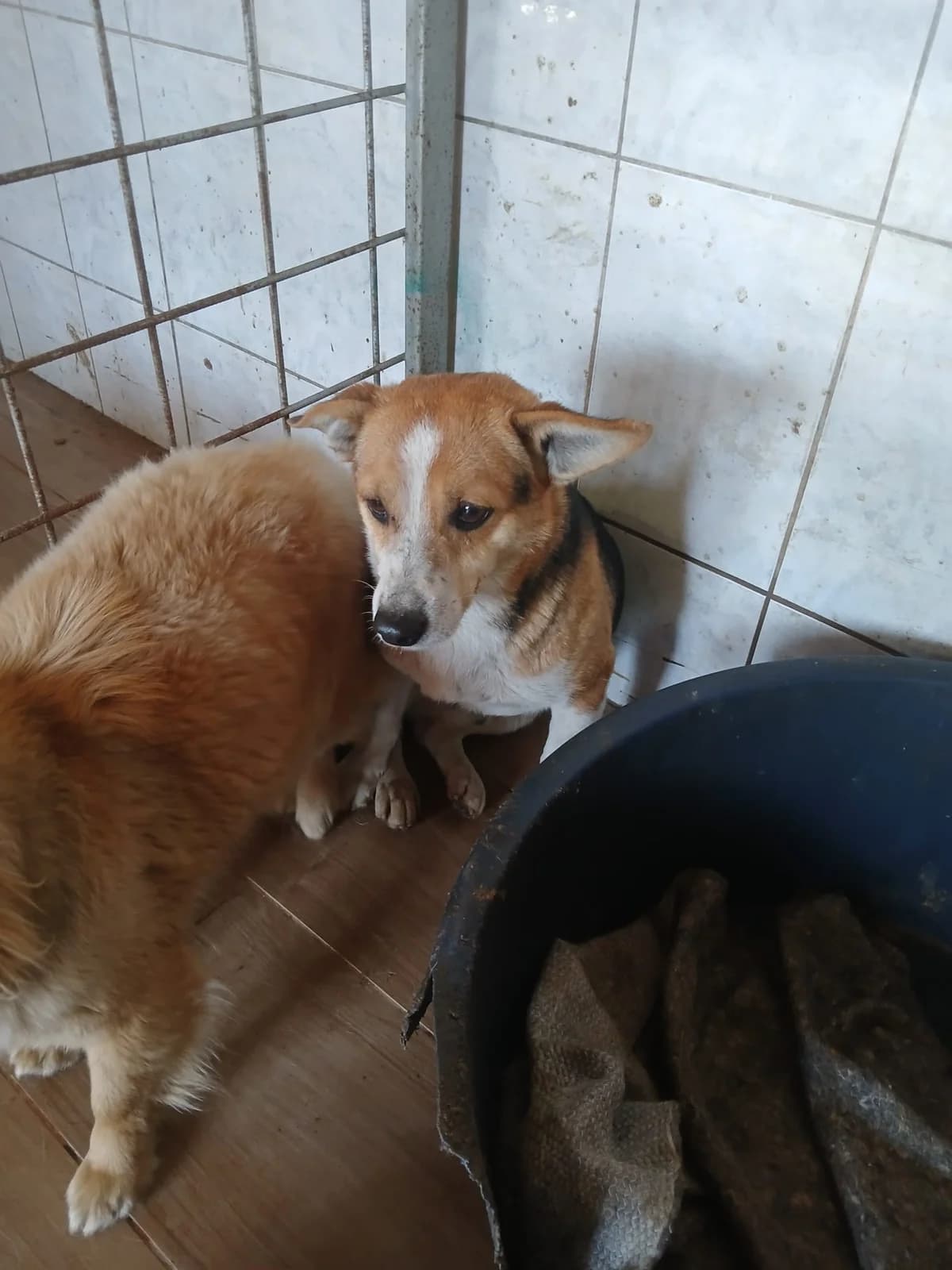 MASCUL, TALIE MICA, Mixed Breed (Danyflor Timisoara)