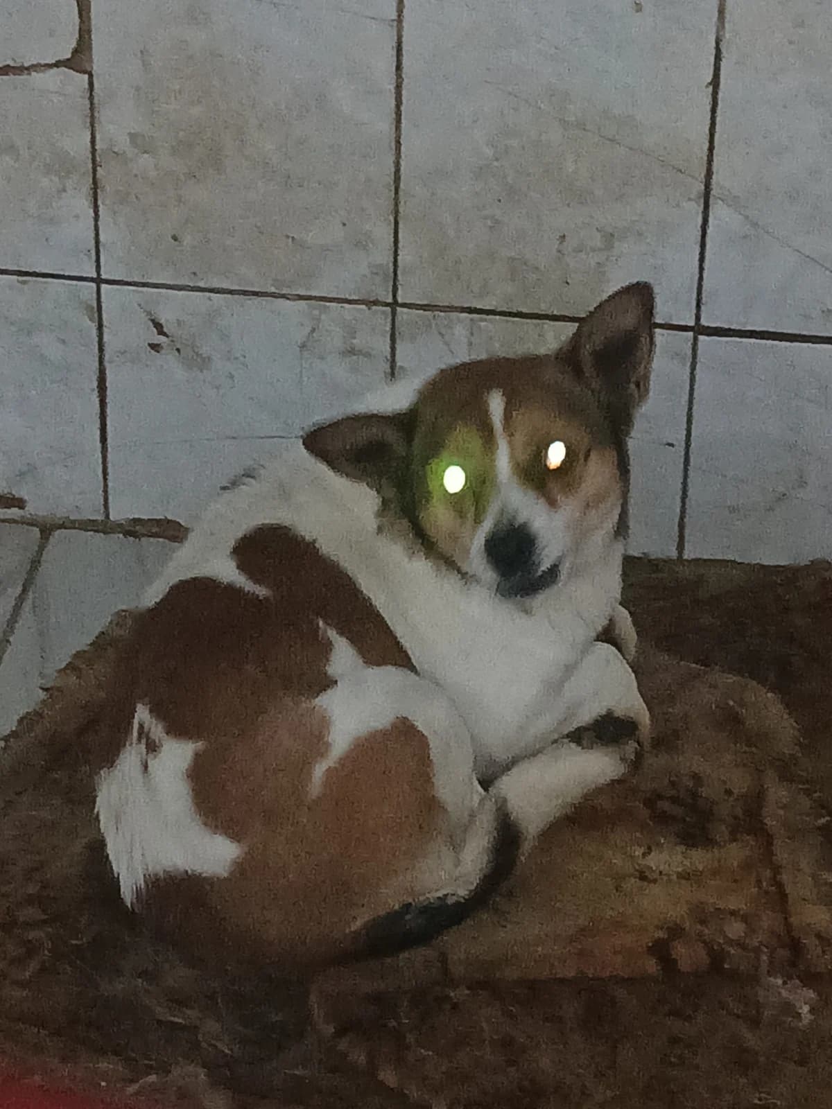 MASCUL, TALIE MICA, Mixed Breed (Danyflor Timisoara)