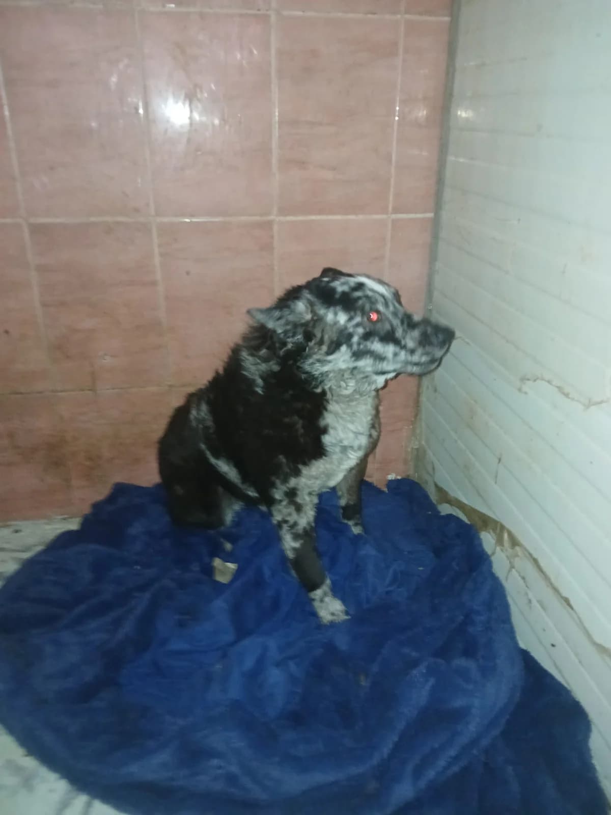 M, mediu, negru cu gri, Mixed Breed (Danyflor Timisoara)