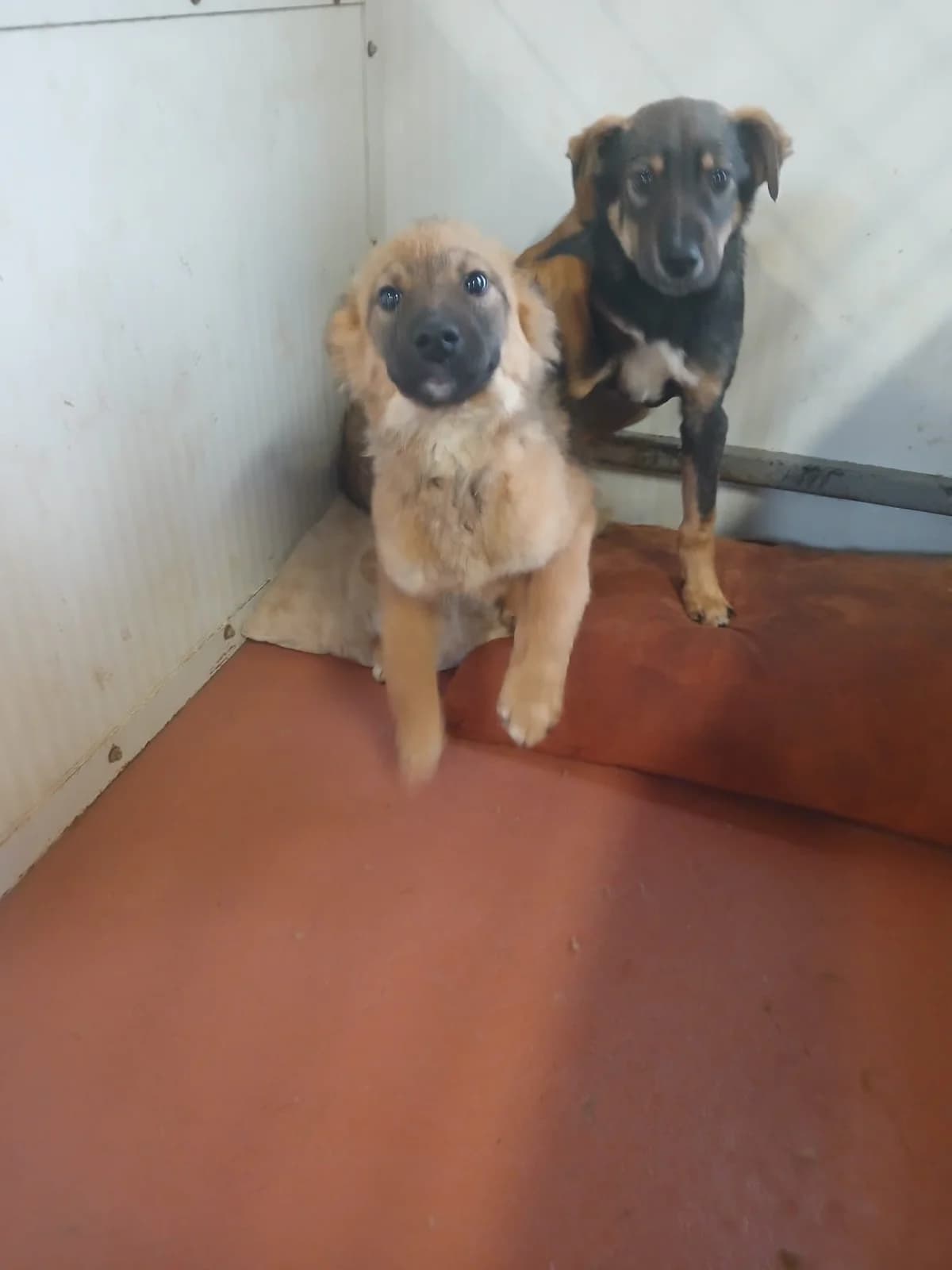 M, mic, negru cu maro, Mixed Breed (Danyflor Timisoara)