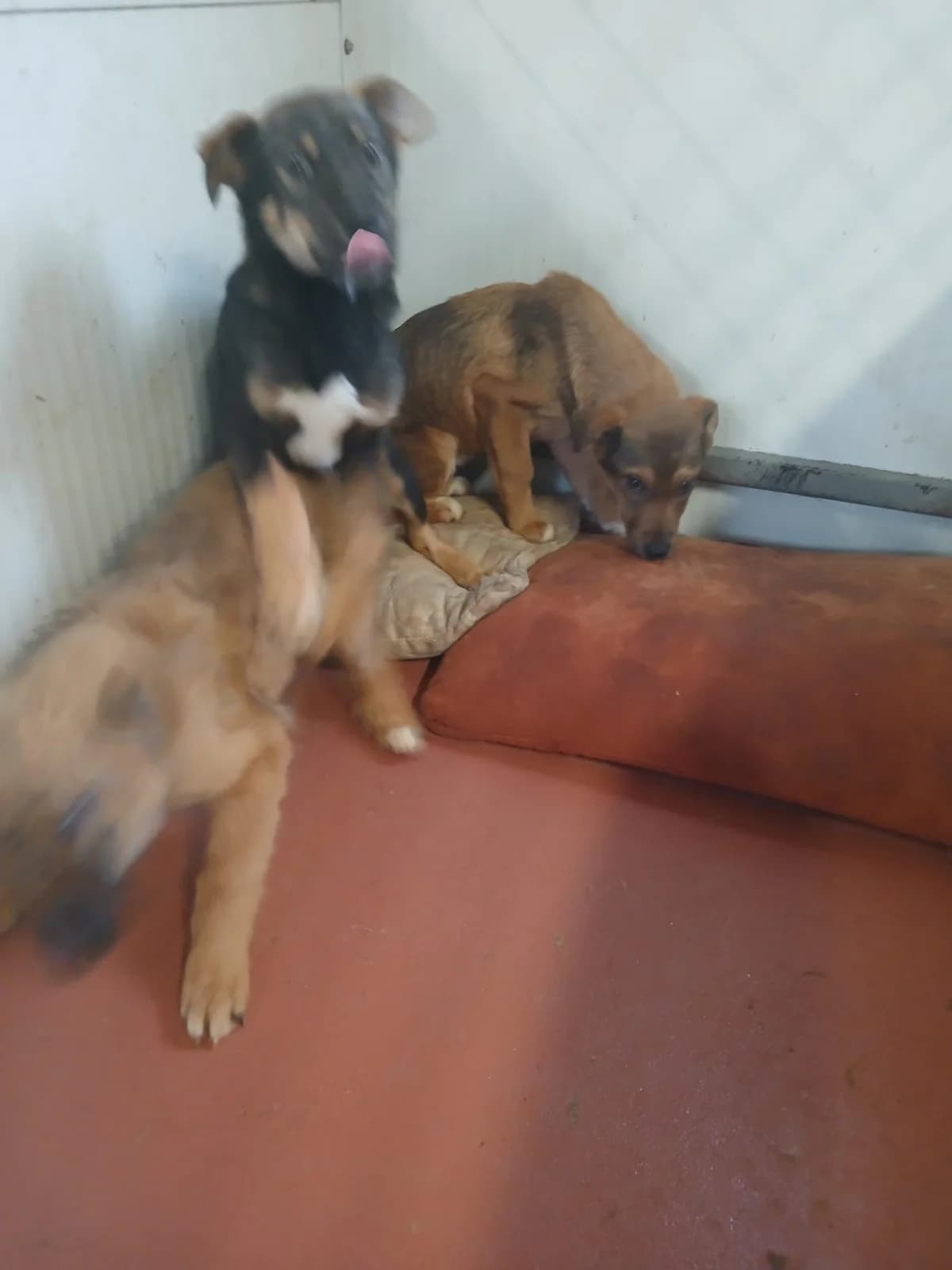 F, mică, maro, Mixed Breed (Danyflor Timisoara)