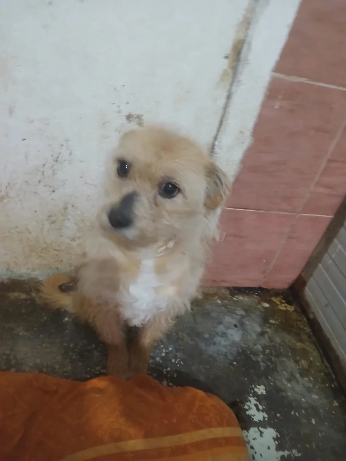 M, mic, crem, Mixed Breed (Danyflor Timisoara)