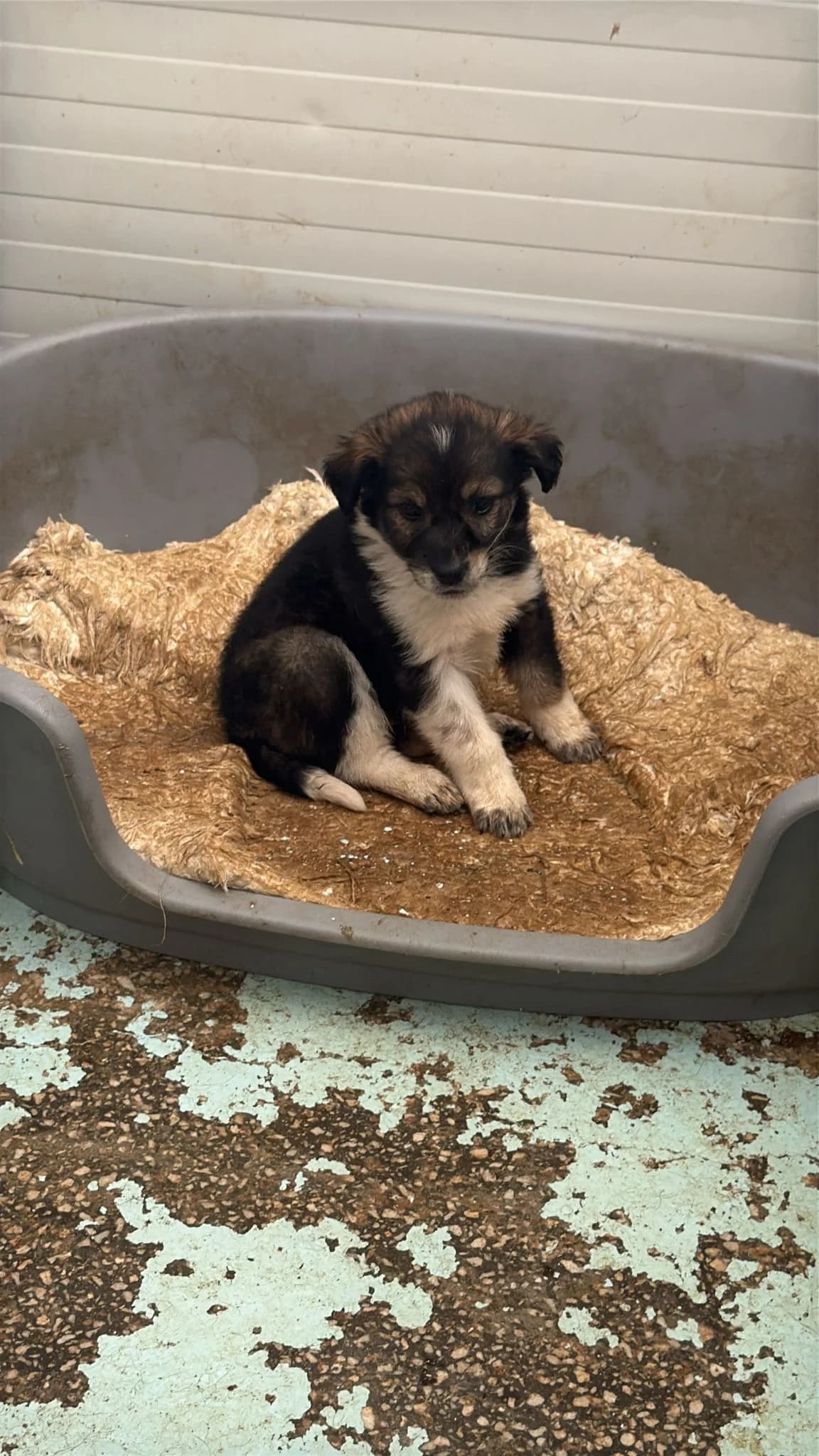 FEMELA , MARO CU ALB, Mixed Breed (Danyflor Timisoara)