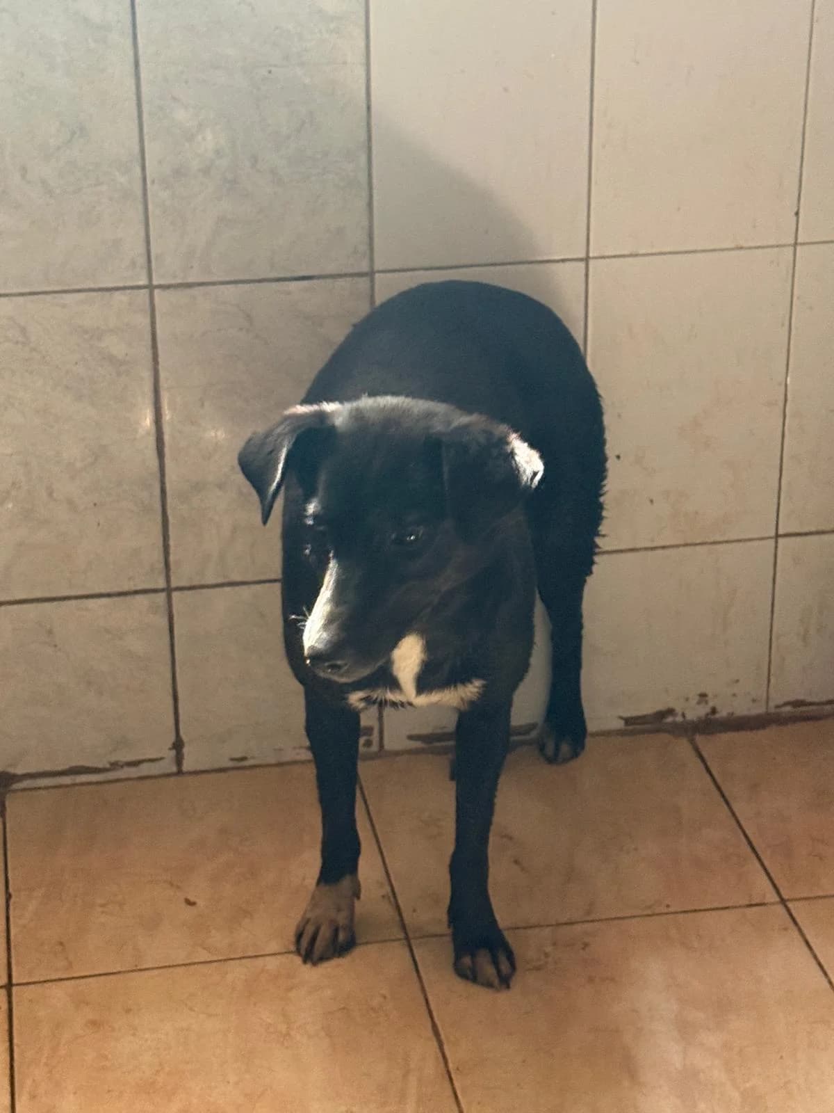 Femela, negru cu alb, Mixed Breed (Danyflor Timisoara)