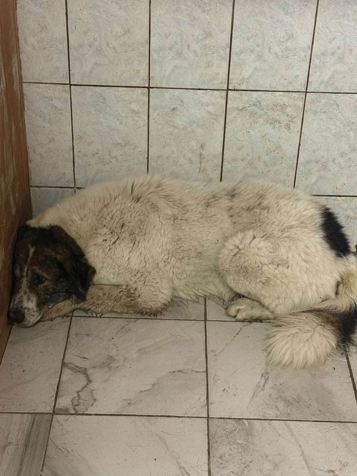 Mascul, talie mare, alb cu maro, Mixed Breed (Danyflor Timisoara)