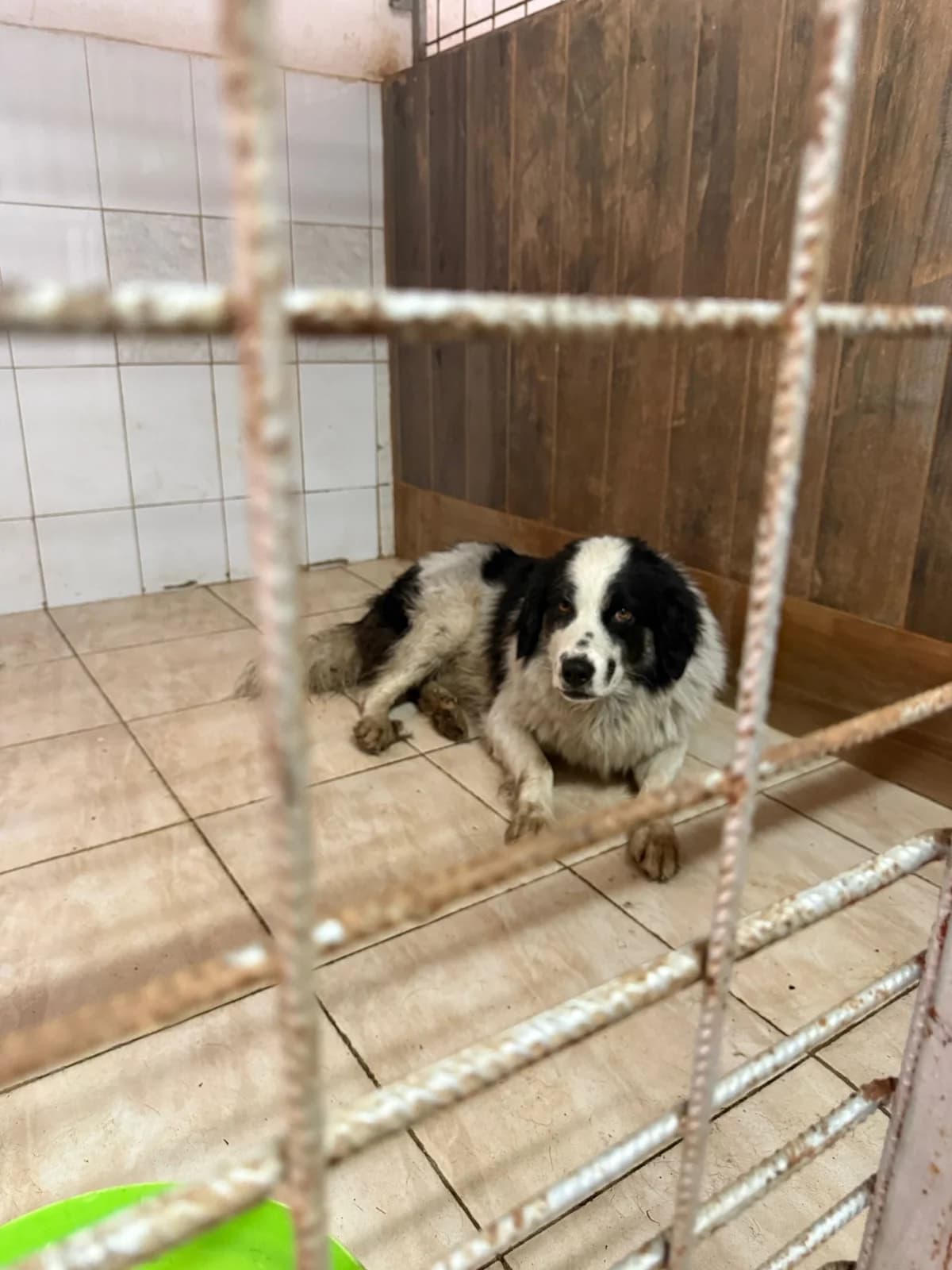 M, talie medie, Mixed Breed (Danyflor Timisoara)