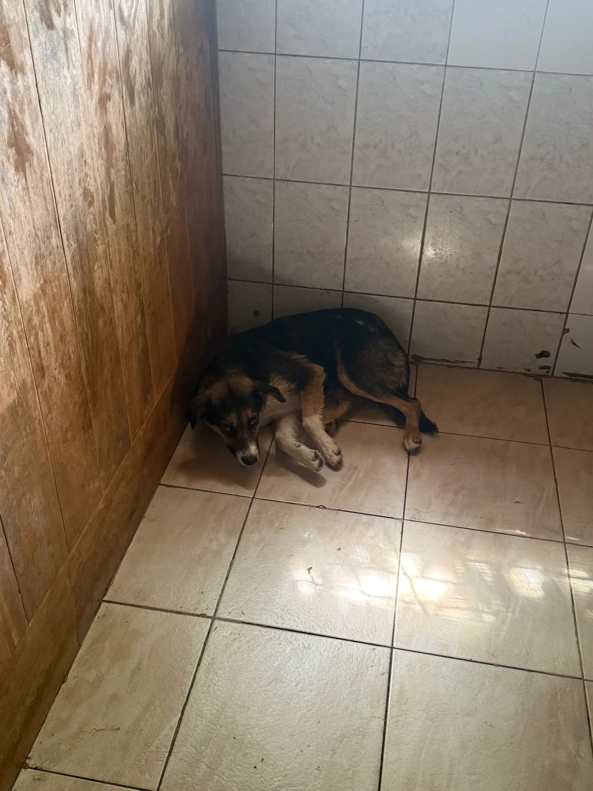 Femela, talie medie, Mixed Breed (Danyflor Timisoara)
