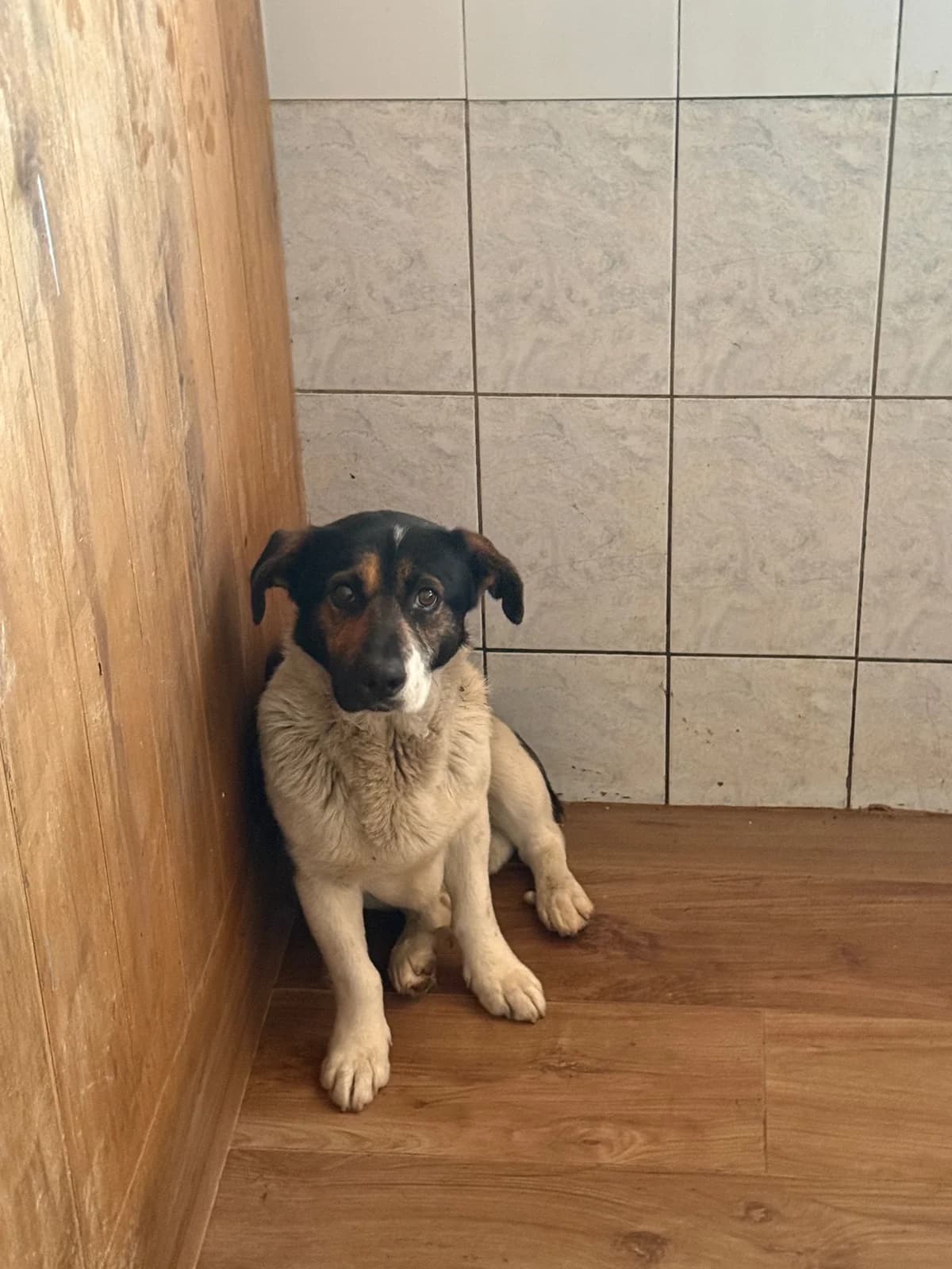 Mascul, talie medie, Mixed Breed (Danyflor Timisoara)