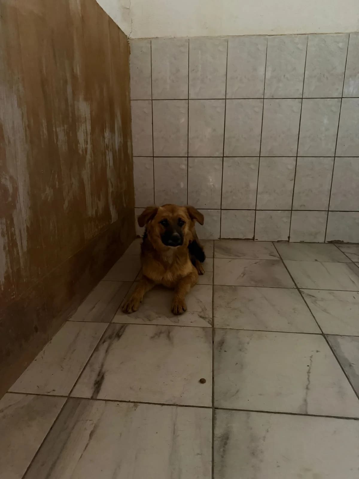 Mascul, talie mica, Mixed Breed (Danyflor Timisoara)