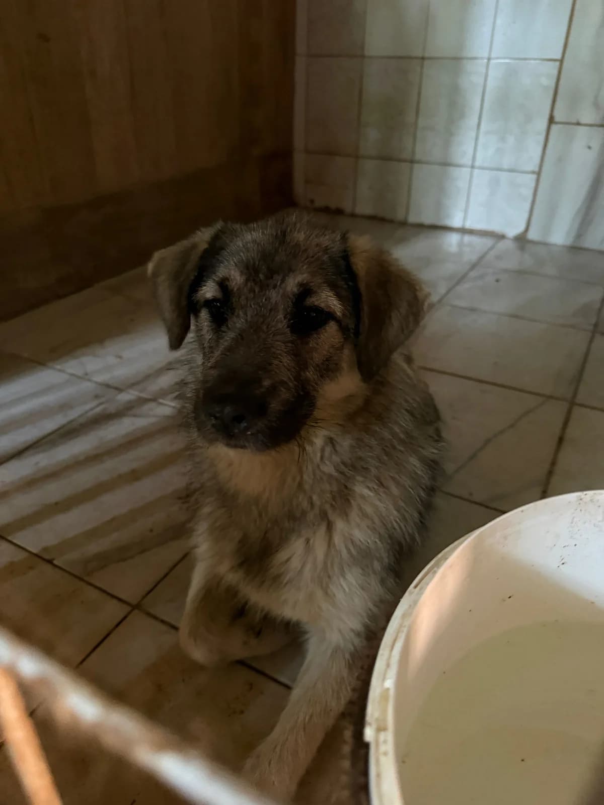 Femela, talie mica, Mixed Breed (Danyflor Timisoara)