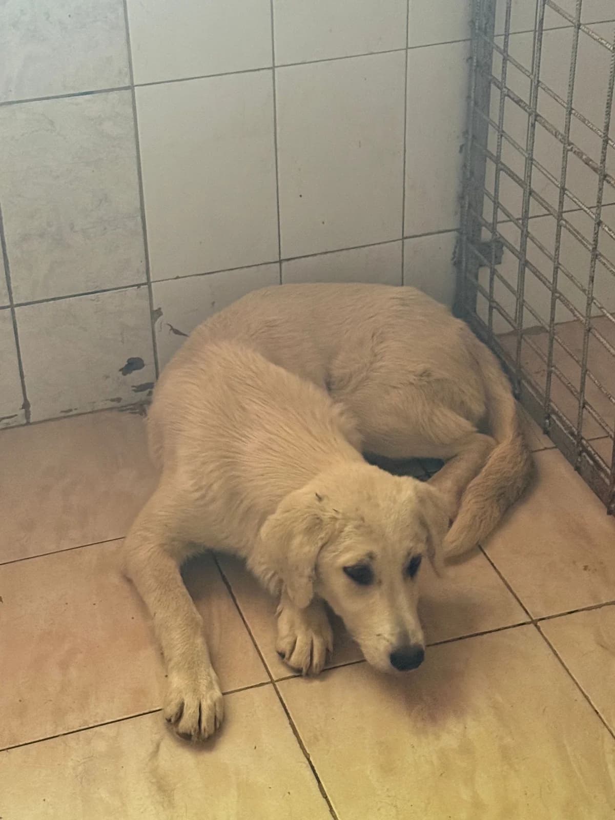Femela, talie medie, Mixed Breed (Danyflor Timisoara)