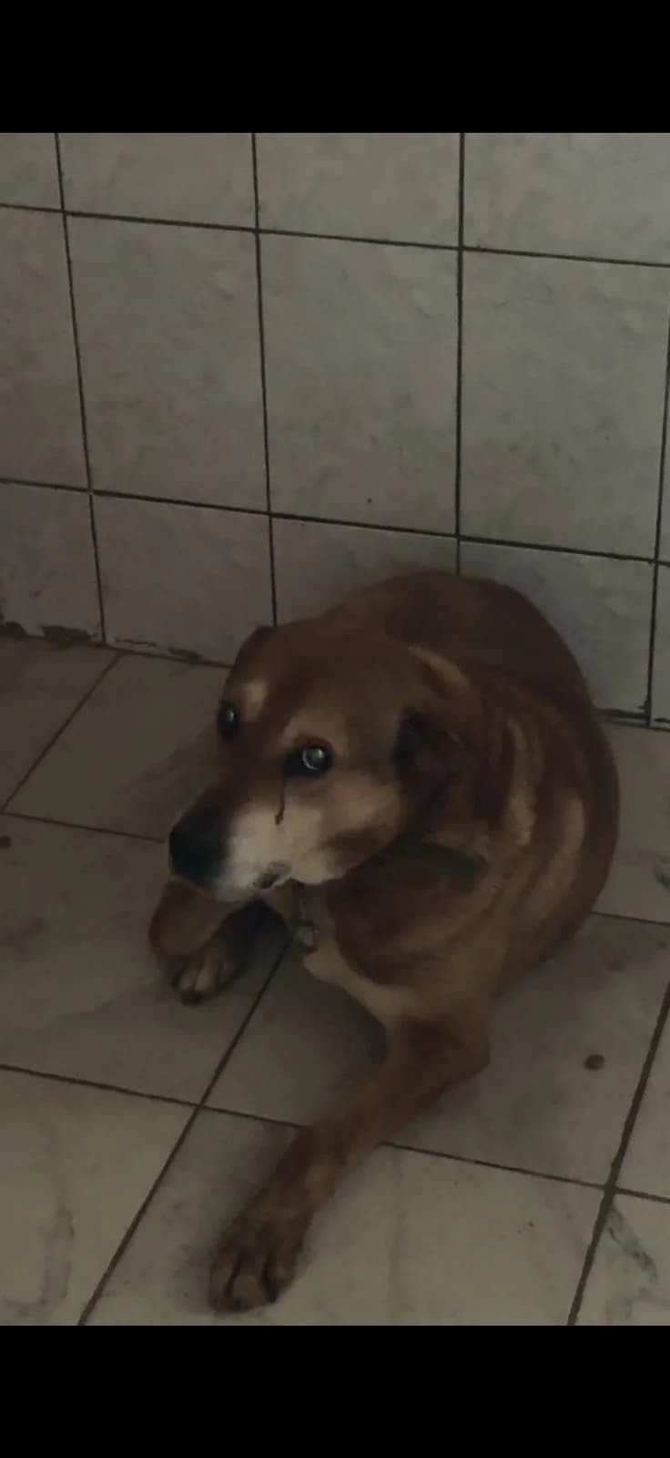 Mascul, talie medie, Mixed Breed (Danyflor Timisoara)