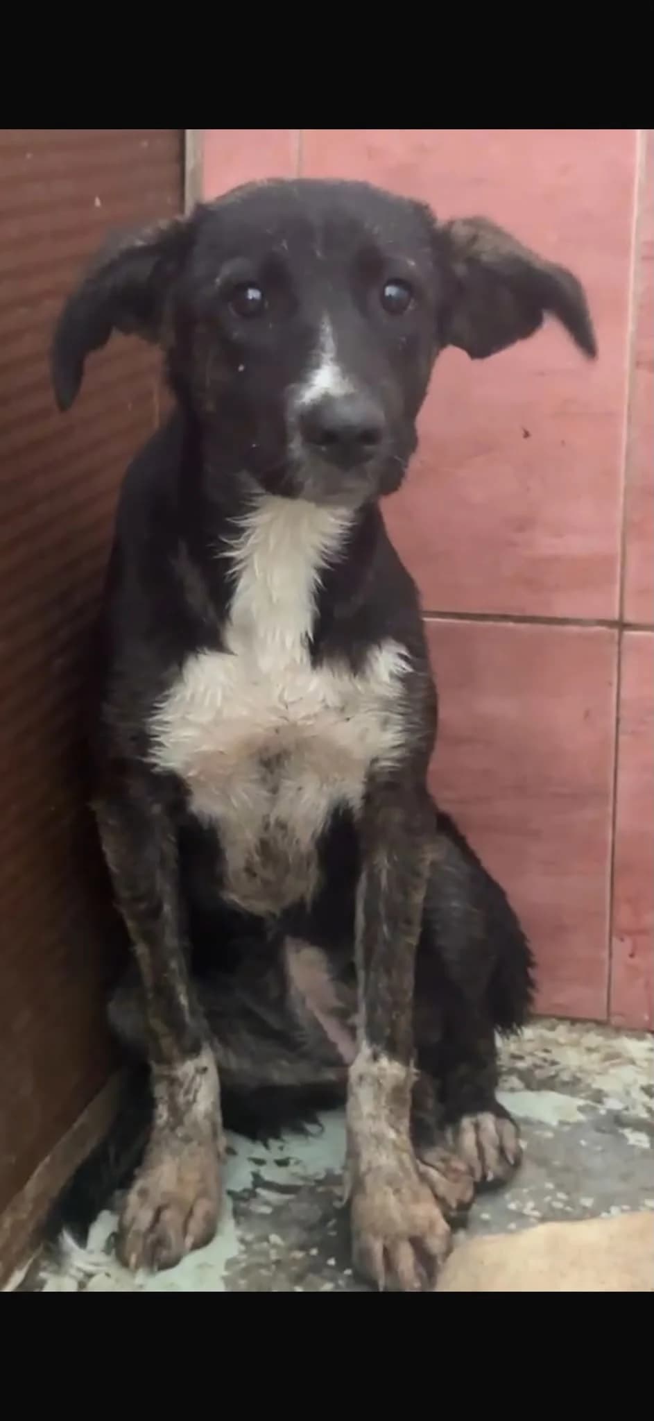 Femela, talie mica,  Mixed Breed for adoption at Danyflor Timisoara, Timisoara