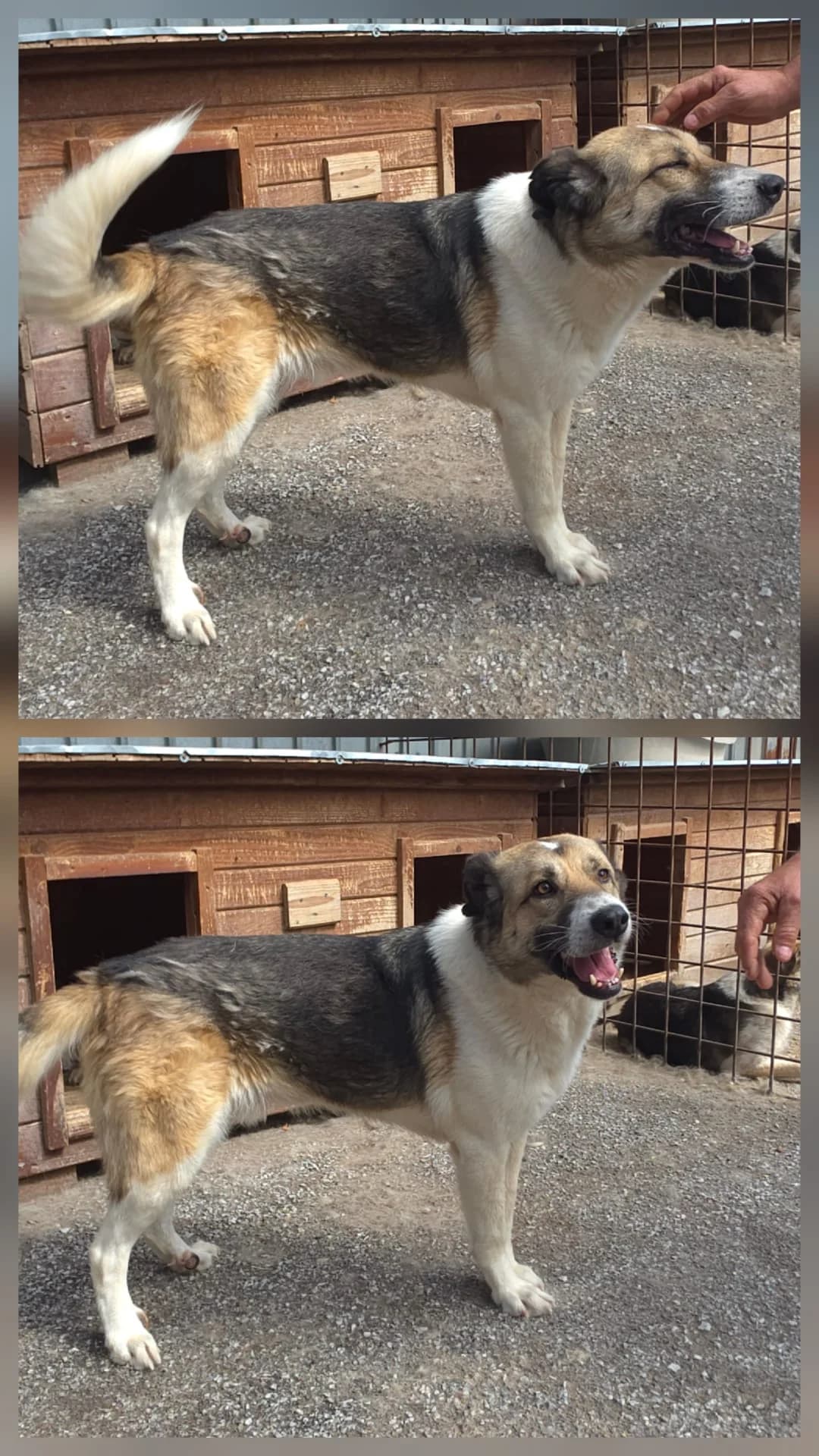 Câine 4433, female 6yo Mixed Breed for adoption at Adăpostul de Câini Onești