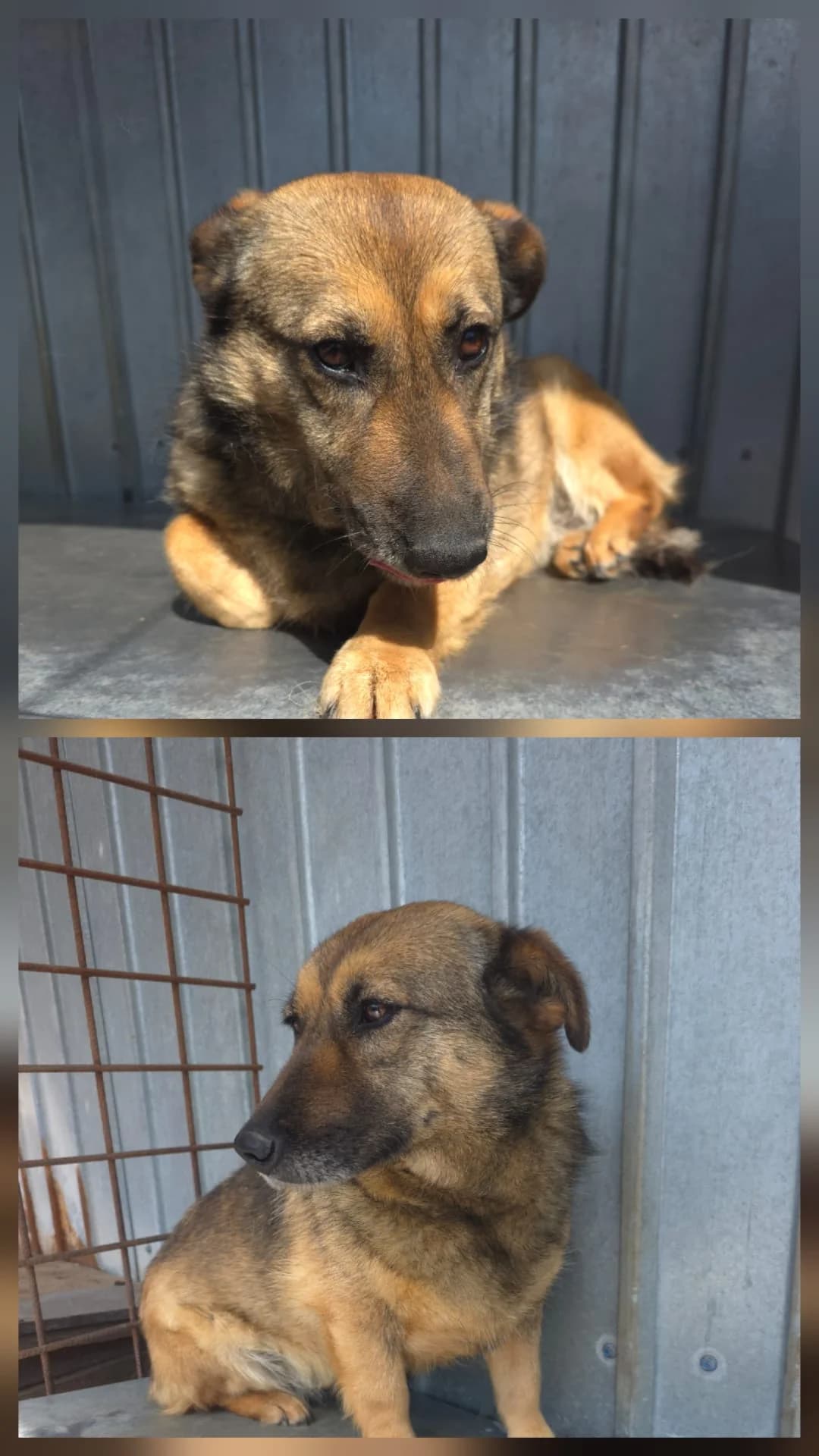 Câine 4433, female Mixed Breed for adoption at Adăpostul de Câini Onești