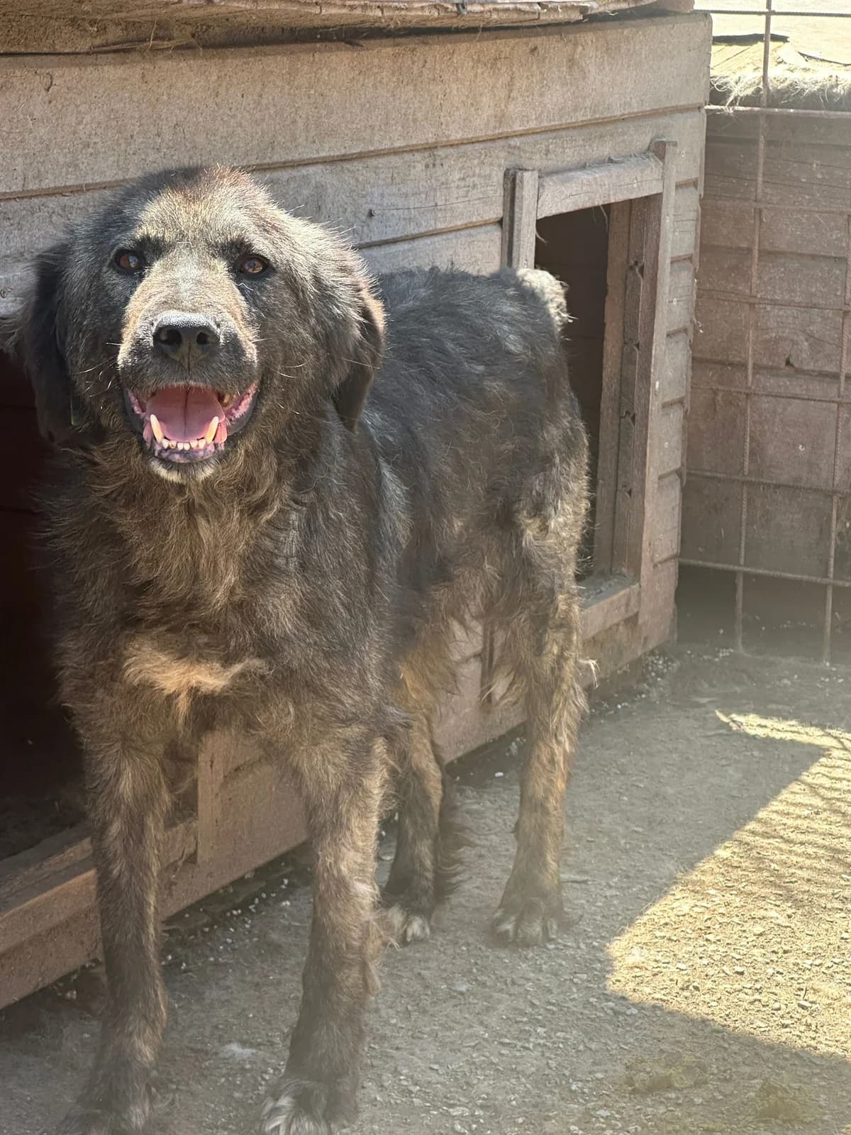 Câine 5907, male Mixed Breed for adoption at Adăpostul de Câini Onești