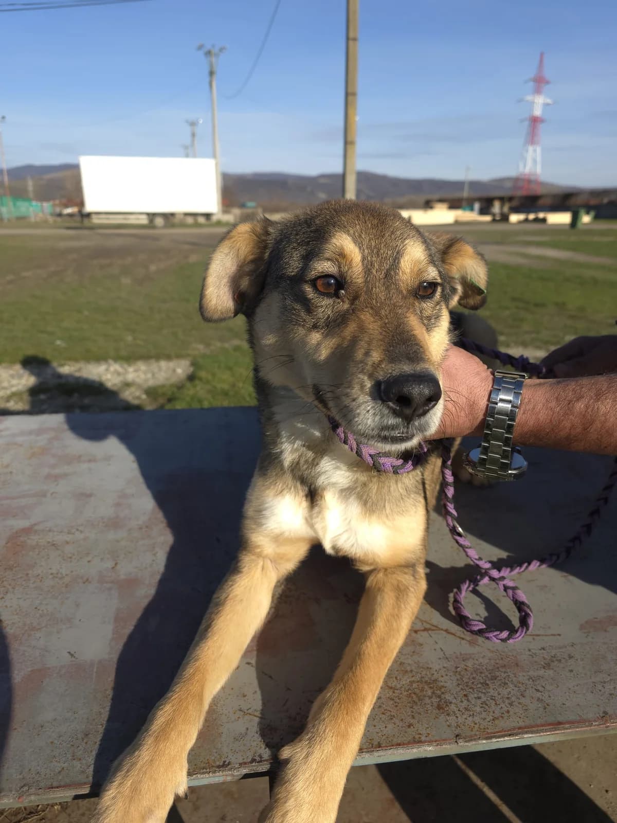 Câine 5375, male young Mixed Breed for adoption at Adăpostul de Câini Onești