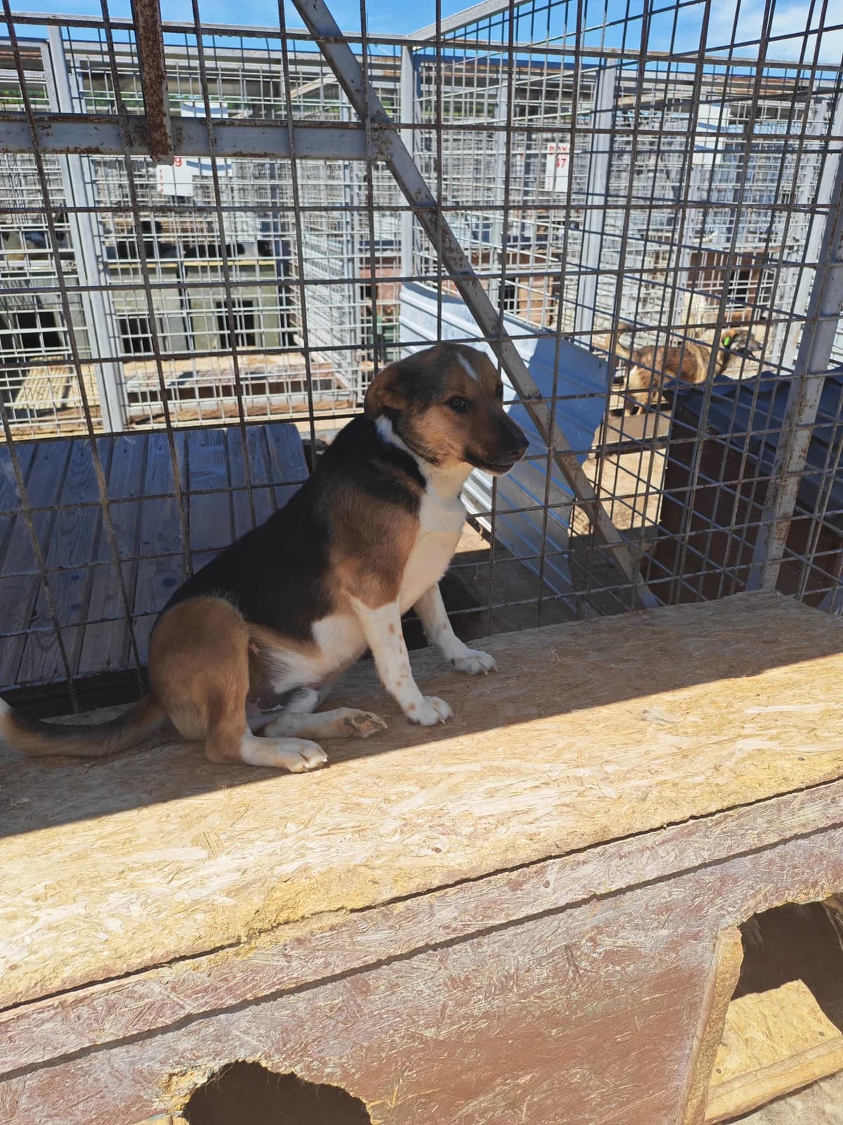 Câine 5564, female 6yo Mixed Breed for adoption at Adăpostul de Câini Onești