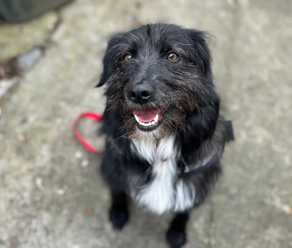 Tasha, female 4yo Mixed Breed for adoption at Dumbrava lui Patrocle
