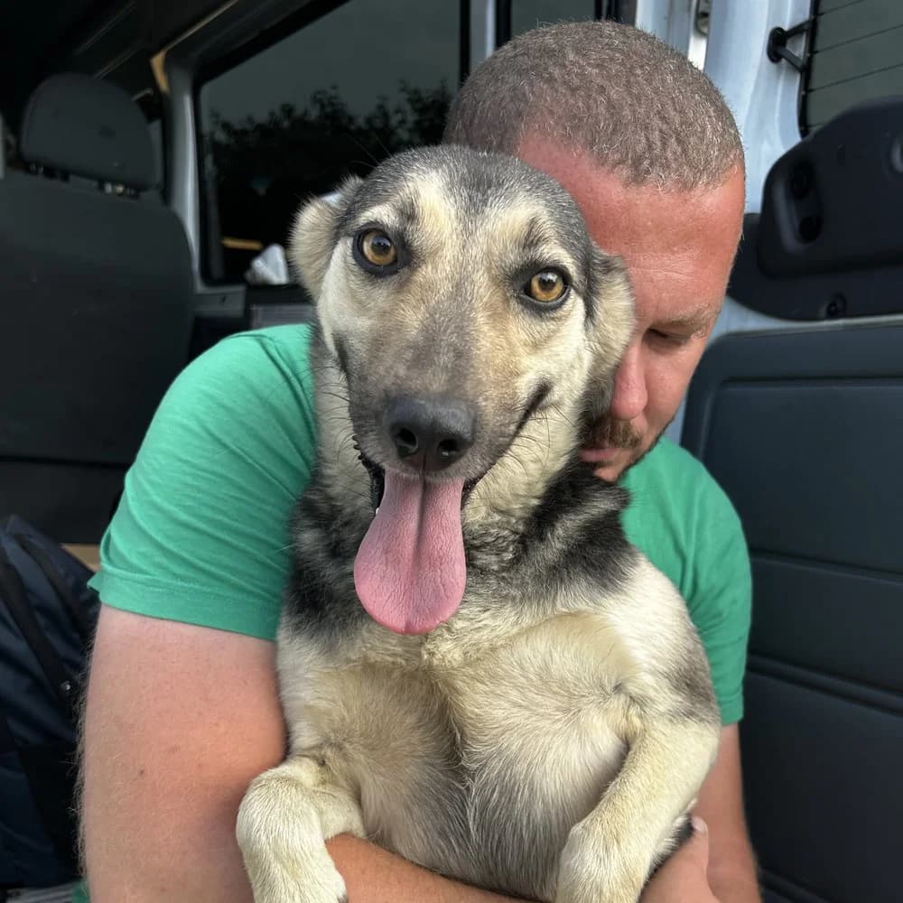 Linda, female 4yo Mixed Breed for adoption at Dumbrava lui Patrocle