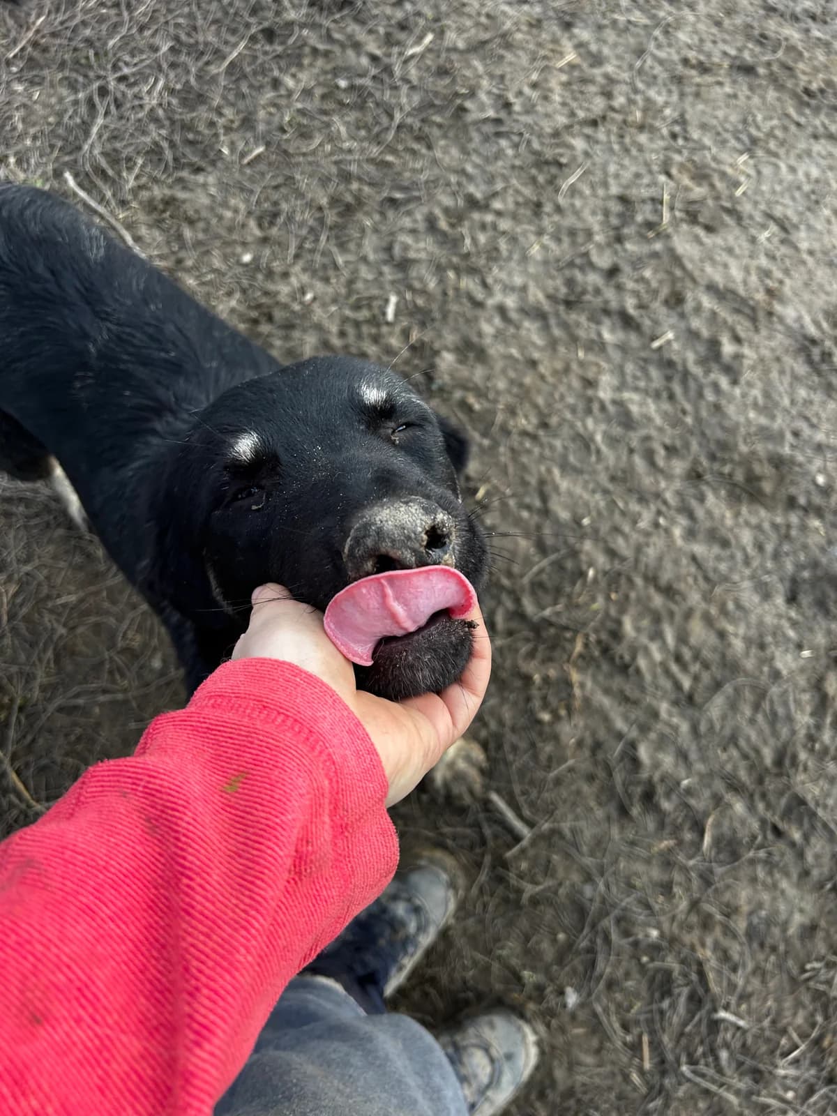 Vega, female young Mixed Breed for adoption at Dumbrava lui Patrocle