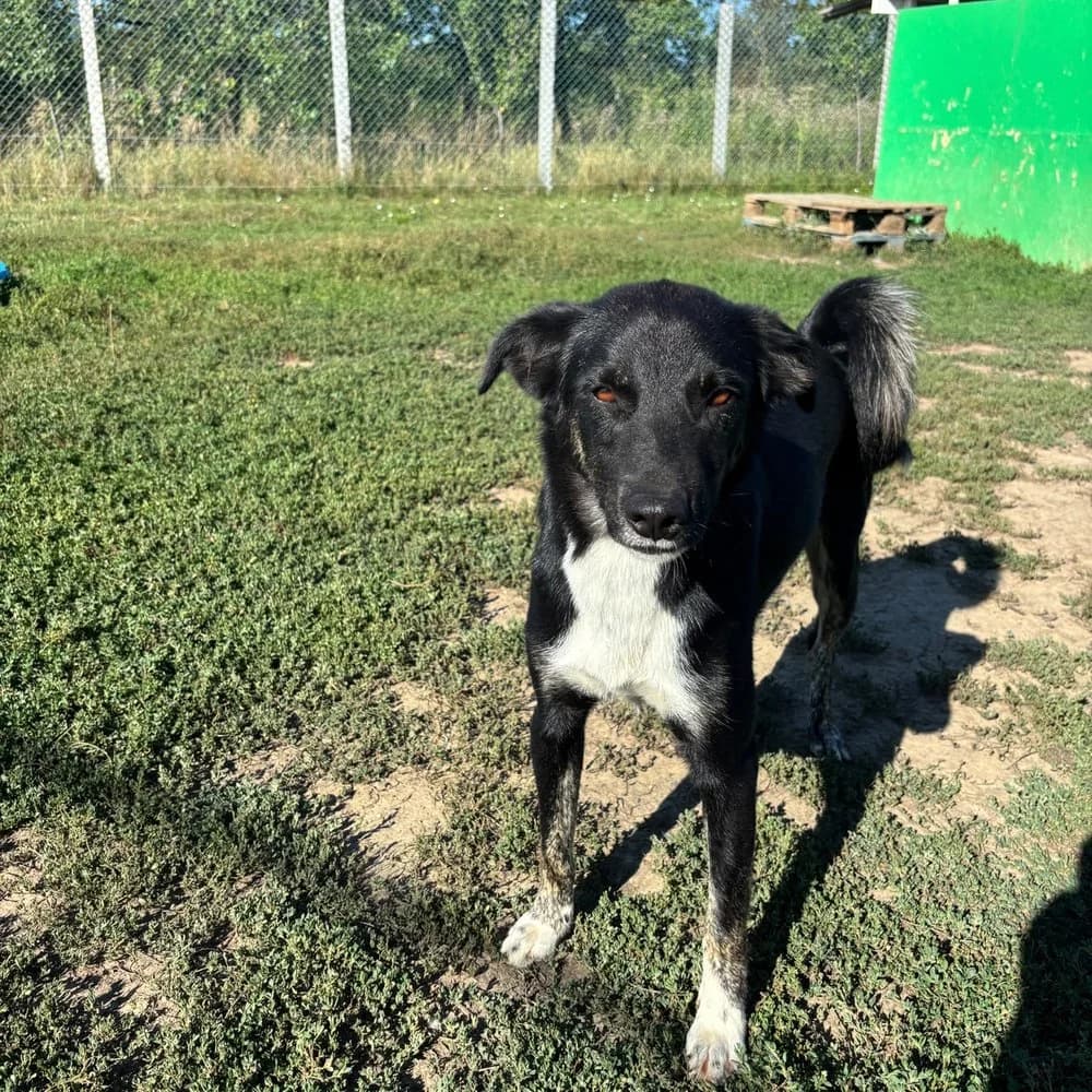Comet, male young Mixed Breed for adoption at Dumbrava lui Patrocle