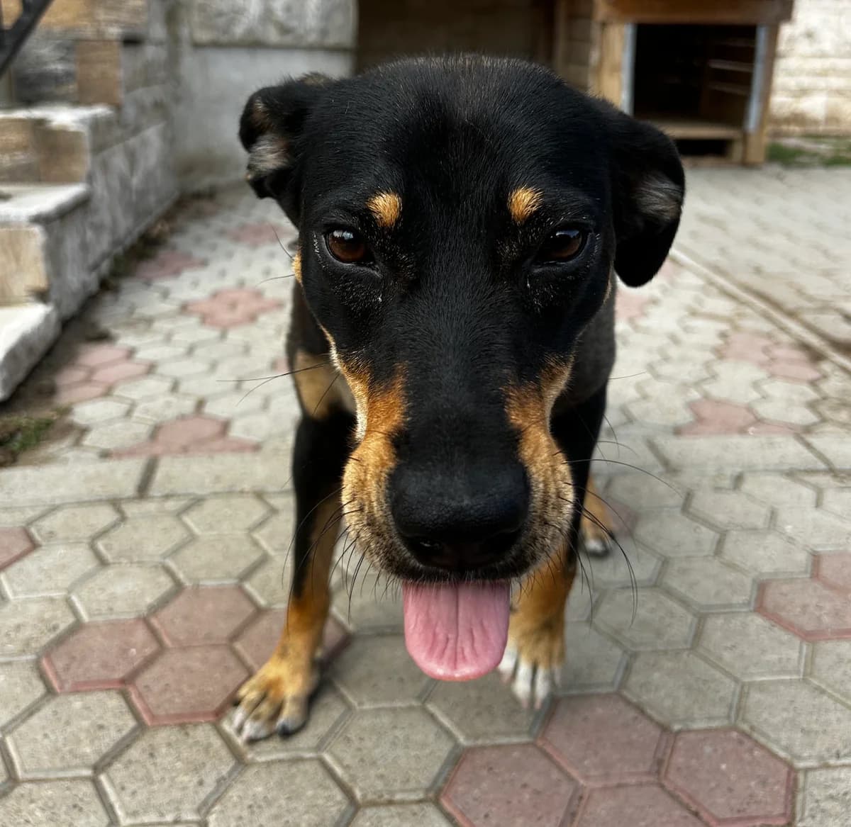 Tanta, female 4yo Mixed Breed for adoption at Dumbrava lui Patrocle