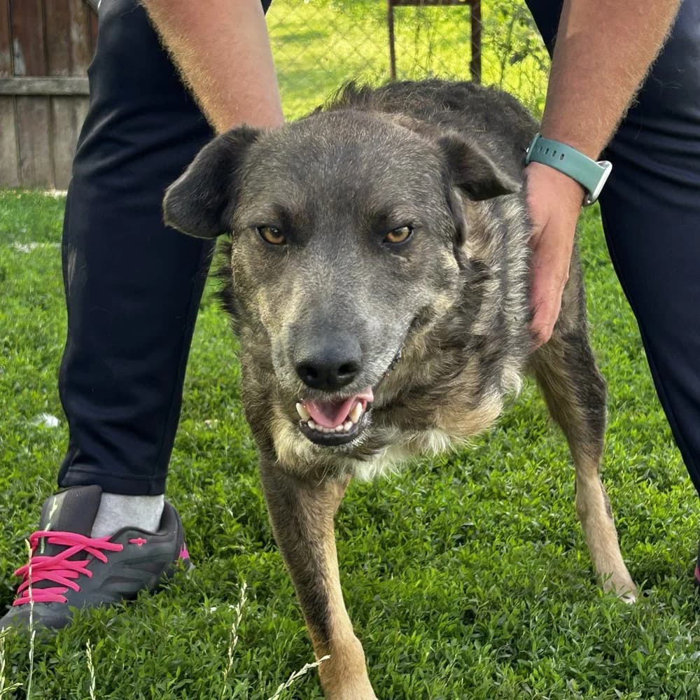Bandit, male young Mixed Breed for adoption at Dumbrava lui Patrocle