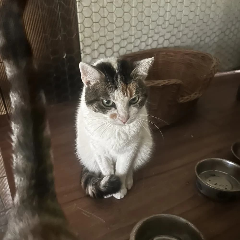 Chloe, female 3yo Mixed Breed for adoption at Dumbrava lui Patrocle