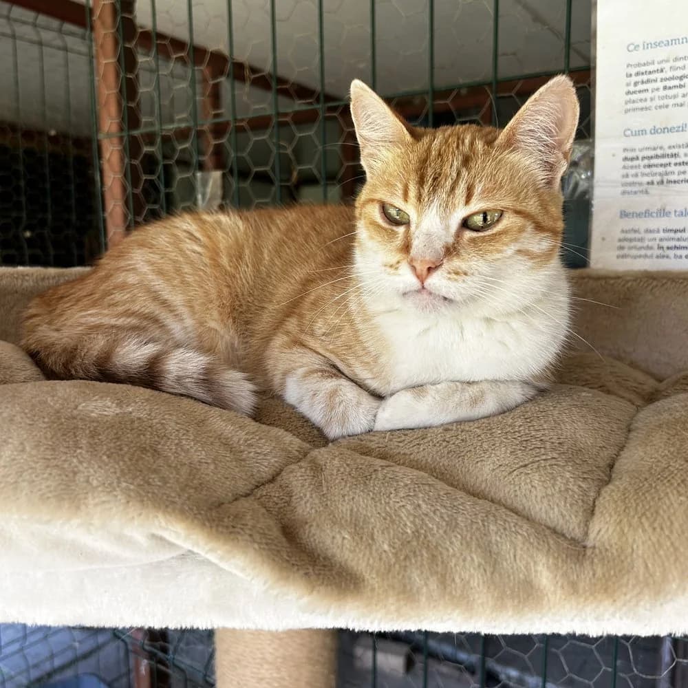 Sienna, female 3yo Mixed Breed for adoption at Dumbrava lui Patrocle