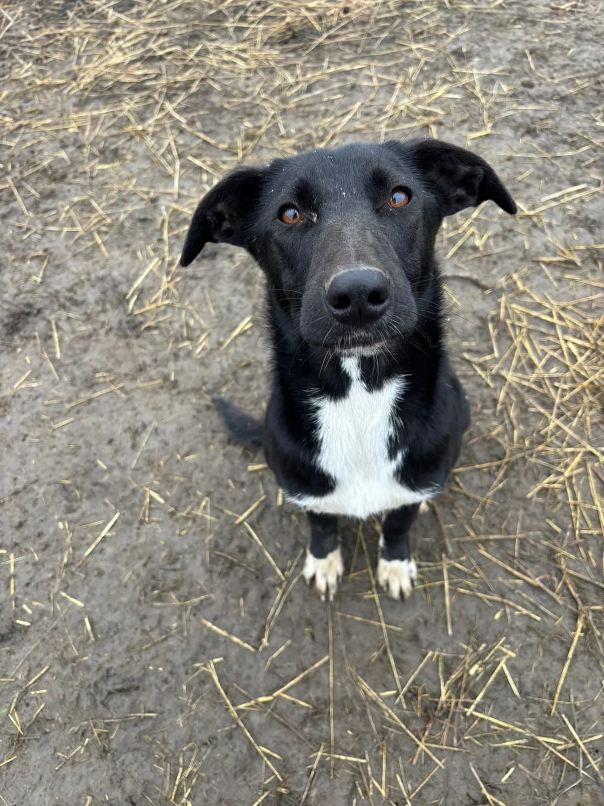 Panda, female young Mixed Breed for adoption at Dumbrava lui Patrocle