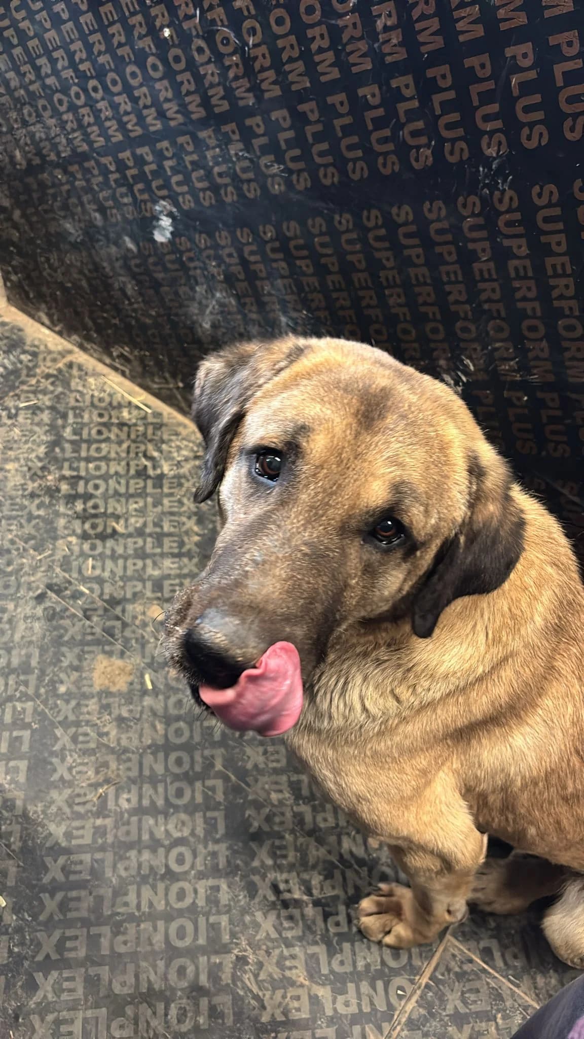 Thor, male 4yo Mixed Breed for adoption at Dumbrava lui Patrocle
