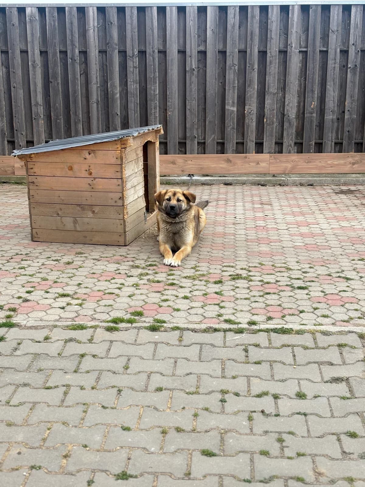 Iris, female young Mixed Breed for adoption at Dumbrava lui Patrocle
