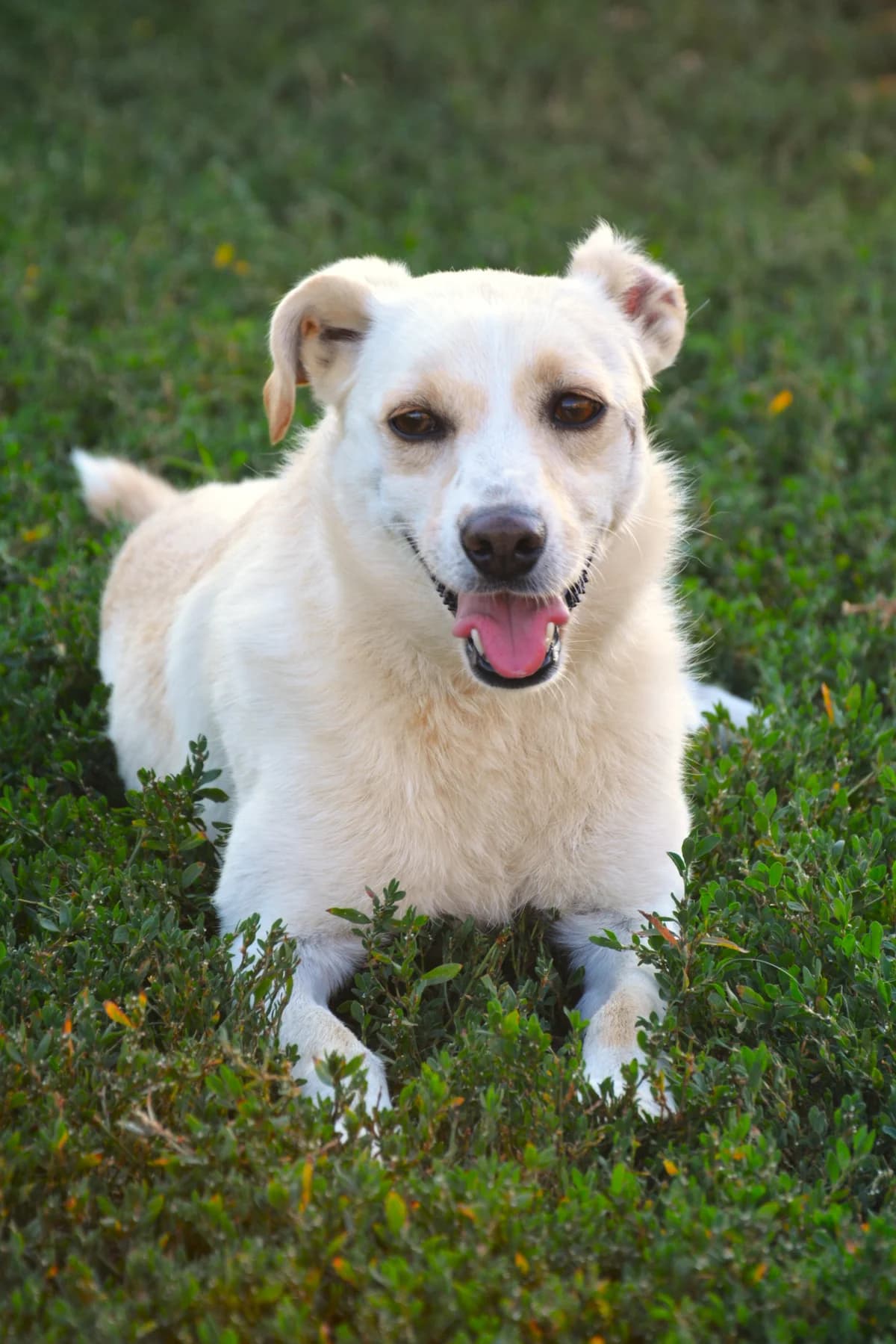 Lili, female 4yo Mixed Breed for adoption at Dumbrava lui Patrocle