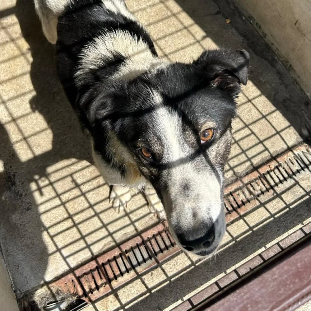 Zorro, male young Mixed Breed for adoption at Dumbrava lui Patrocle
