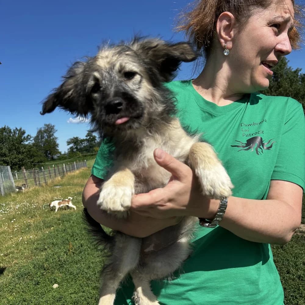 Magdalena, female puppy Mixed Breed for adoption at Dumbrava lui Patrocle