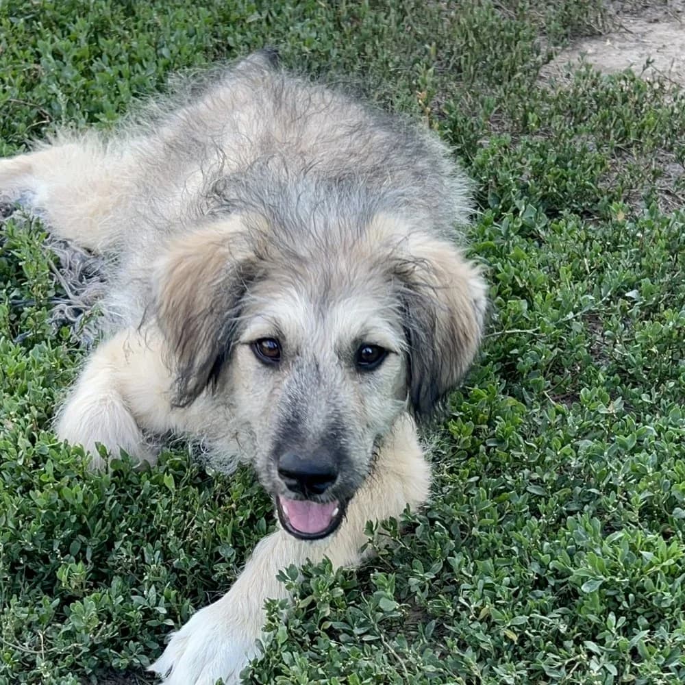Laur, male puppy Mixed Breed for adoption at Dumbrava lui Patrocle