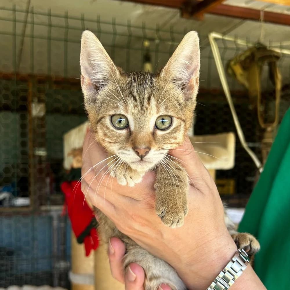 Girl 1, female puppy Mixed Breed for adoption at Dumbrava lui Patrocle