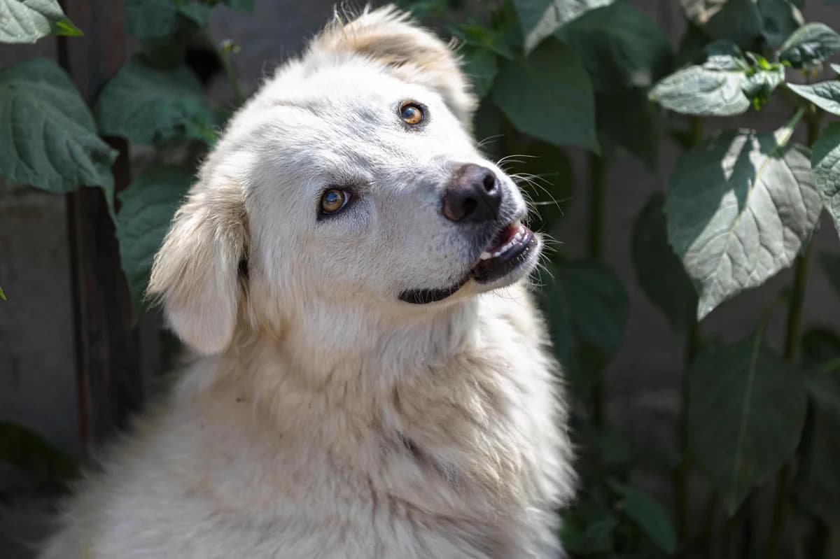 Amore, female Mixed Breed for adoption at Free Amely 2007 Animal Shelter, Lugoj