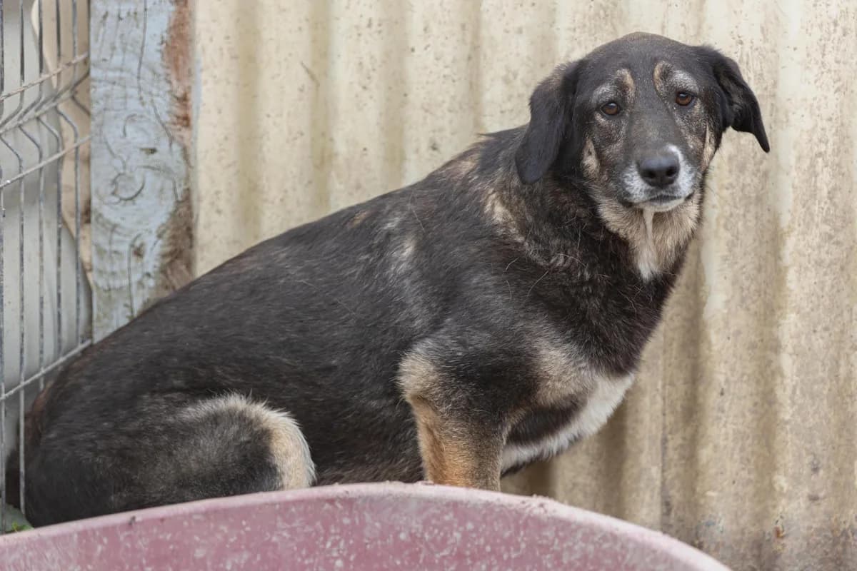 Bubulina, female Mixed Breed for adoption at Free Amely 2007 Animal Shelter, Lugoj